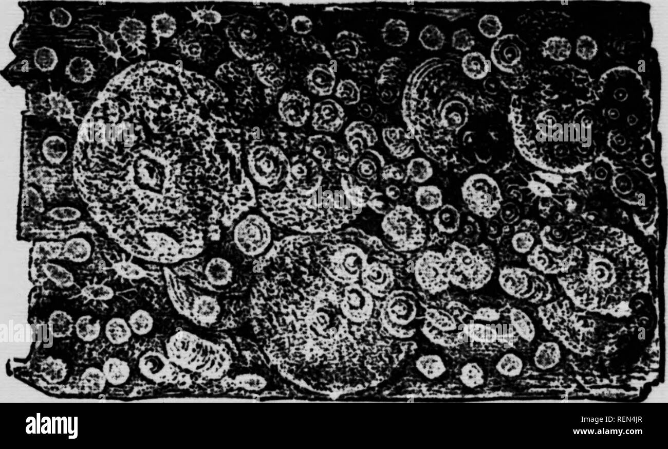 . Gemeinsame Insekten, Bäume [microform]. Schädlinge; Früchte; Insectes nuisibles; Obst. II 14, schließen sie ihre Atmung Poren und sie ersticken. Kerosin emul-sion angewendet, sobald Sie arc im Frühling beobachtet, und wiederholt, wenn die Kolonien wieder erscheint, ist ein wirkungsvolles Hilfsmittel. Tabak decoc- und Wal - öl Seife vielleicht auch mit guten Ergebnissen verwendet werden, und sind vorzuziehen, wo nur ein paar Bäume behandelt werden müssen. Unter dem Boden Form ist sehr schwer zu bekommen, aber möglicherweise mit Bi zerstört werden - schwefelwasserstoff von Carbon i&gt; gemessen in die Löcher im Boden vor. Stockfoto