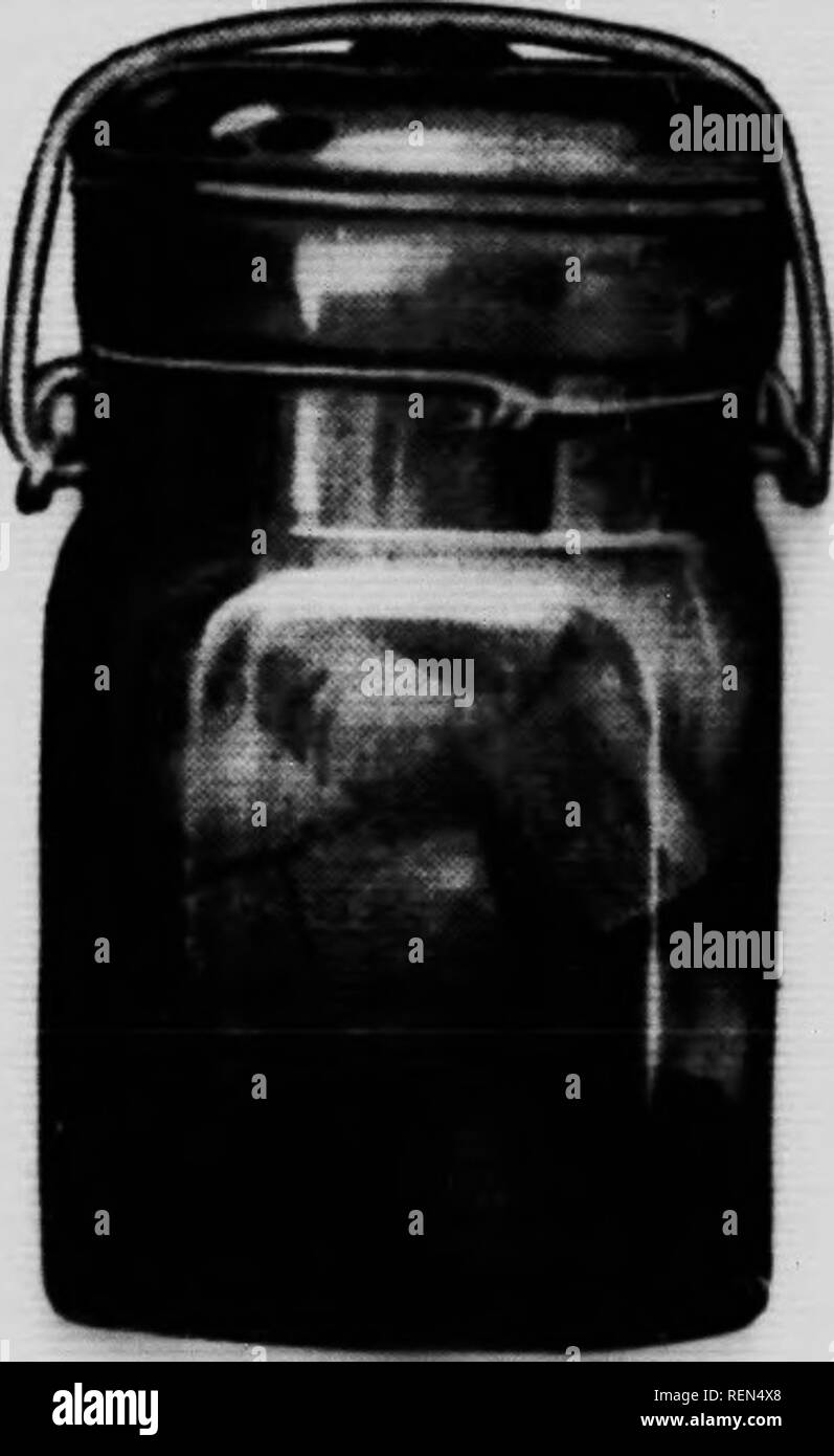 . Konservierung von Obst und Gemüse für die Verwendung zu Hause [microform]: mit den Ergebnissen der Experimente in Canning, Trocknen, Marinieren, und die Erhaltung der in der Zentralen experimentellen Farm, Ottawa, Ontario. Obst; Früchte; Konservierung; Erhaltung et mise en schont; Gemüse; Gemüse. . Bitte beachten Sie, dass diese Bilder sind von der gescannten Seite Bilder, die digital für die Lesbarkeit verbessert haben mögen - Färbung und Aussehen dieser Abbildungen können nicht perfekt dem Original ähneln. extrahiert. Macfarlane, Margaret; Herrschaft Versuchsbetrieben und Stationen (Kanada). Ottawa: J. de L. Tac Stockfoto