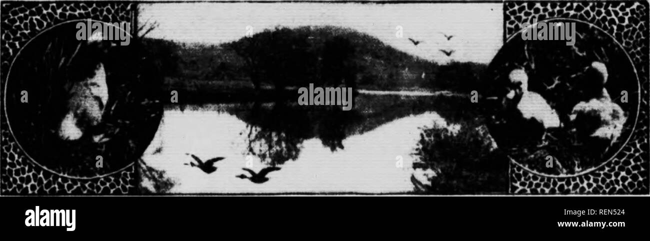 . Die kanadische Vogel Buch [microform]: Zur Veranschaulichung in natürlichen Farben mehr als sieben Hundert nordamerikanische Vögel: auch mehrere hundert Fotos von ihrem Nest und Eier. Oiseaux; Vögel. Ross Snow Goose Amfrlcan Whife-fronted goose 170. Ross's Schnee GoosK. Chen Rout. Hange. - Diese wunderschöne Arten, wlii (li Simi-lar in Gefieder zu den großen Snow Goose, ist aber 21 cm in der Länge. Sie brütet in der Ex-treme Nord, und im Winter wird im Westen gefunden - ern Teil der Vereinigten Staaten so weit südlich wie der UhK von Mexiko. Ihre Verschachtelung Gewohnheiten und Eier vermutlich nicht von anderen unterscheiden. Stockfoto