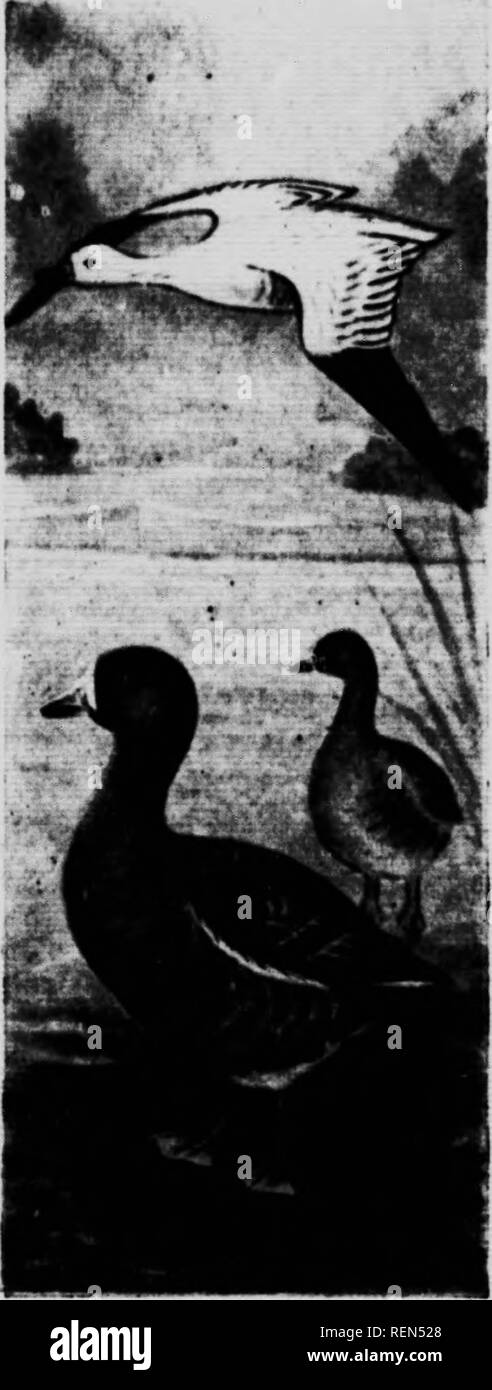 . Die kanadische Vogel Buch [microform]: Zur Veranschaulichung in natürlichen Farben mehr als sieben Hundert nordamerikanische Vögel: auch mehrere hundert Fotos von ihrem Nest und Eier. Oiseaux; Vögel. Die BIRO BUCH. Ross Snow Goose Amfrlcan Whife-fronted goose 170. Ross's Schnee GoosK. Chen Rout. Hange. - Diese wunderschöne Arten, wlii (li Simi-lar in Gefieder zu den großen Snow Goose, ist aber 21 cm in der Länge. Sie brütet in der Ex-treme Nord, und im Winter wird im Westen gefunden - ern Teil der Vereinigten Staaten so weit südlich wie der UhK von Mexiko. Ihre Verschachtelung Gewohnheiten und Eier wahrscheinlich nicht fr unterscheiden Stockfoto
