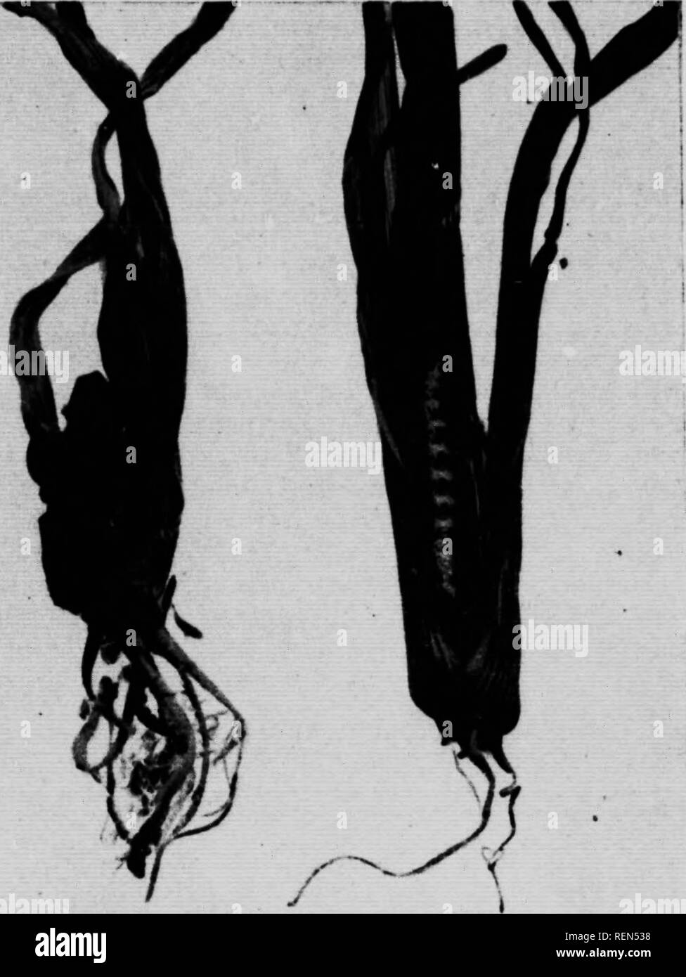 . Langweilig Raupen, die Mais und andere Kulturen und die Haftung für den Maiszünsler [microform] verwechselt zu werden. Insectes; nuisibles Chenilles; Schädlinge; Raupen. 9 Ich Die folgende Beschreibung der Raupe wurde von einem Muster aus Manone, N.S., im Juli 1906 eingegangen." "Länge, 32 mm. Kopf, abgerundet, Kastanien-braun, glänzend, Mund Teile dunkler. Körper: ein schmutziges cremige Farbe, mit einem rosa Tönung auf dorsum, außer an Transfers zwischen den Falten. Thorax- schild Hellbraun, breitrandig vorher mit dunklem Braun. Tuberkel Hellbraun, jeweils mit einer einzelnen hellen Haar. Tu Stockfoto