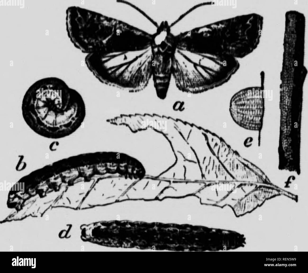 . Cutworms und ihre Kontrolle [microform]. Vers gris; Cutworms; Schädlinge; Insectes nuisibles. Km, ich 3.-- II., Vari." ai...l (u, ". âr..,:,,,|,,,,,. Die Motte der Ml. Itiul VarioK-r-. Ich",.. runt wiâKs ein; der ^..-Noli; "f oH, ^f ich'n./lHi "T" "^â¢ â¢'"^ â' j-variahl.. Tl. o • Lade fast l. lackish. Tl o Winars â r^,/T'tho uppor Mark II, ist d (Mi, i,. d I;" "I." wellig linos. Th..n u.u T..!k, "r ':', '"'''^""'-'""^e oder 1,- s.s Vl t^. • e. t^v: Ni;: "^^S: N; ^^t!.; ir-jii^ rT "r" "*-------^y-a^â. - Nglo Saison. Als h; s alrf. Stockfoto