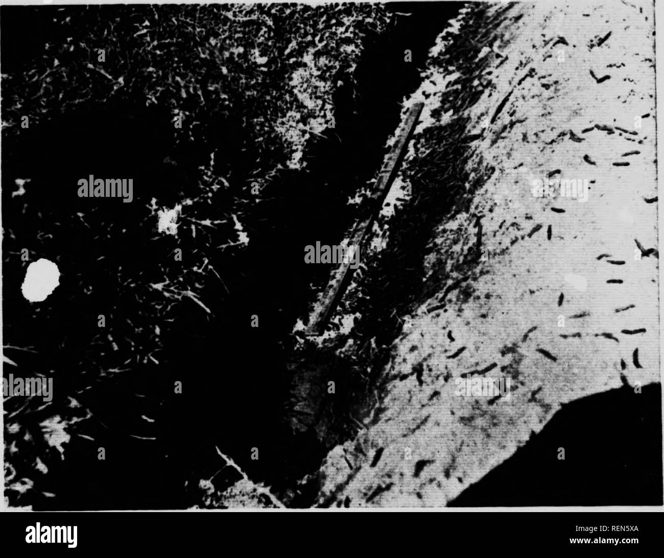 . Die Armee-worm [microform]: Cirphus (leucania) unipuncta Haw.. (Légionnaires Chenilles); Insectes nuisibles; Schädlinge; Armee - Worms. 23 Hulk der Kulturpflanzen. Als outbroak wurde hpcoming umfangreicher Ami ernster, eine Sondersitzung des County Council wurde im Rathaus in Brantford, um die Situation zu besprechen, und die meisten effir='nt Methoden der Kontrolle. Wandte ich mich an den Rat, zur Festlegung besonderer Nachdruck auf prompte und Co-opera-tion, während Herr Schuyler aus den schwerwiegenden Mangel an Hilfe mit der Invasion zu bewältigen. Nach einer kurzen Diskussion, geführt von Herrn Fischer, M.P. Stockfoto
