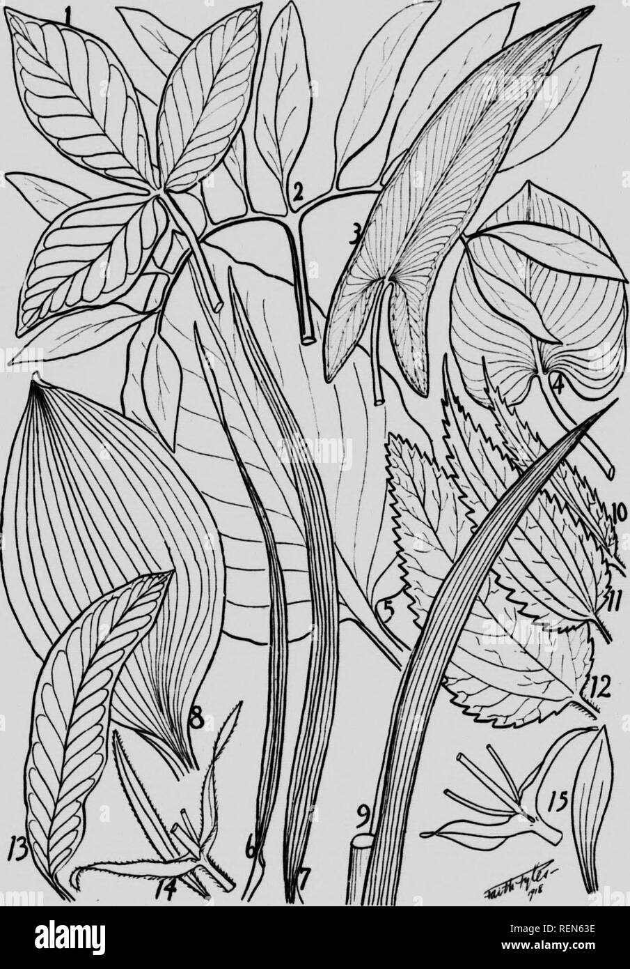 . Principal giftige Pflanzen von Kanada [microform]. Giftige Pflanzen; Plantes vénéneuses. VII SCHLÜSSEL DER BLÄTTER. Ich, Jack-in-the-Pulpit; 2, Greon Drauon; 3. rn) w arum; 4, Wasser Arum; 5, Skunk Cab-Hage; 6, amiis Tod C'; 7. Glatte Schlafplätze; S, kalso Hellehore: 9, Blaue Flagge; 10, schlank Brennnessel; 11, Western Brennnessel; 12, Holz Brennnessel; 1.3, Poison Sack; 14, Lila Cookie; 15, Kuh Cockle.. Bitte beachten Sie, dass diese Bilder sind von der gescannten Seite Bilder, die digital für die Lesbarkeit verbessert haben mögen - Färbung und Aussehen dieser Abbildungen können nicht perfekt dem Original ähneln. extrahiert. Stockfoto