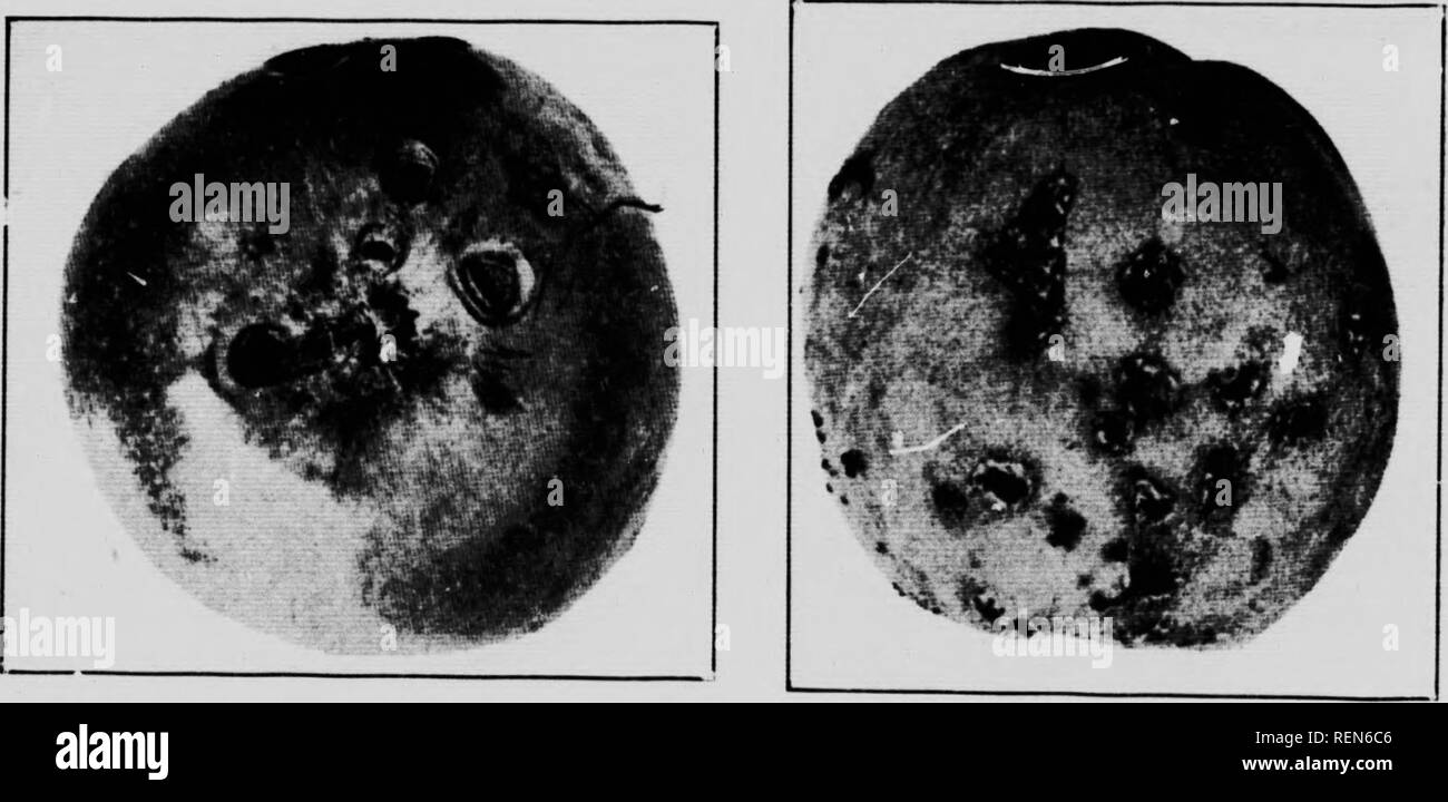 . Insekten, die Obstbäume [microform]. Obst; Schädlinge; Insectes nuisibles; Früchte. 40 zur Eiablage beginnt fast so schnell wie die verschiedenen Arten von Obst sind iiiid eontinues aktiv für einen Monat, nachdem der wliich es schnell lockert olL die Eier schlüpfen in ungefähr fünf Tage und der Lai-n; ihren Weg in die Frucht und weiden auf den Brei. Die befallenen Früchte, wie wir oben gesagt haben, mit Ausnahme von Sauerkirschen, fast immer fällt bald und die Larve; finisii ihre develoimient in es auf dem Boden ab. Sie sind voll gewachsen in etwa zwei Wochen, dann die Erde von ungefähr halb zu zwei Zoll Stockfoto