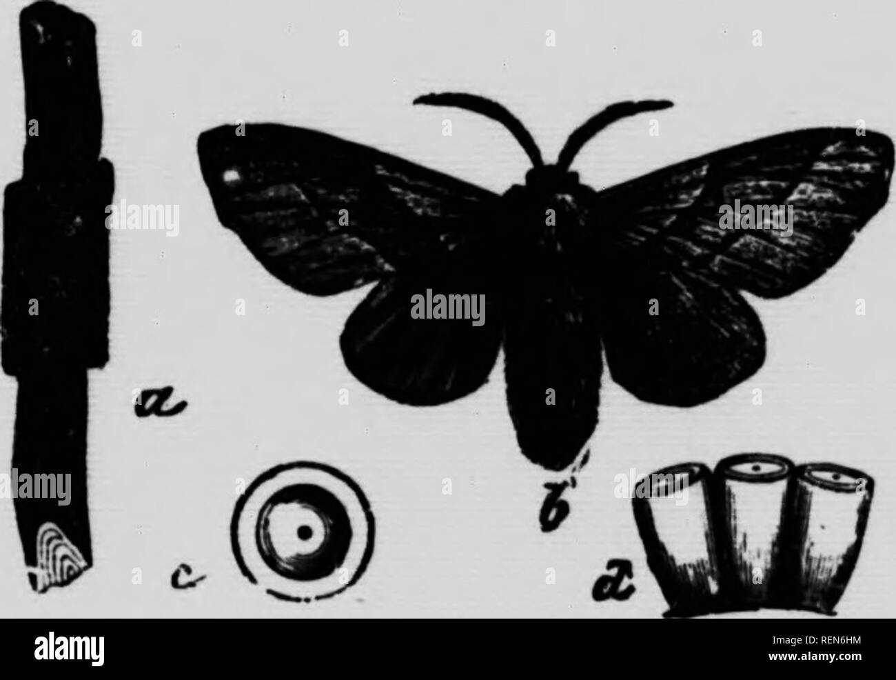 . Insekten, die Obstbäume [microform]. Obst; Schädlinge; Insectes nuisibles; Früchte. Wald Zelt - Caterpillar: (o) ei Masse, (b) die Motten, (c) vertikale Ansicht von wesentlich erweiterten Ei, id) Seitenansicht der Eier deutlich vergrößert. a und 6, Apple Tree Zelt - Raupen auf Ihrer Web; c, Ei-Cluster; d Kokon. Wald Zelt - Caterpillar. Ich bereit zu platzen. Die junge LARVE; von caoli ei Cluster zusammen bleiben in einer Kolonie und bald ein wenig Web konstruieren, die in der Größe, wie sie wachsen und mehr Zimmer benötigen. Diese in die sie sich zurückziehen in der Nacht und einen Teil des Tages, wenn sie nicht stillen. Sie ernähren sich auf das Laub in der Nähe ihrer Stockfoto