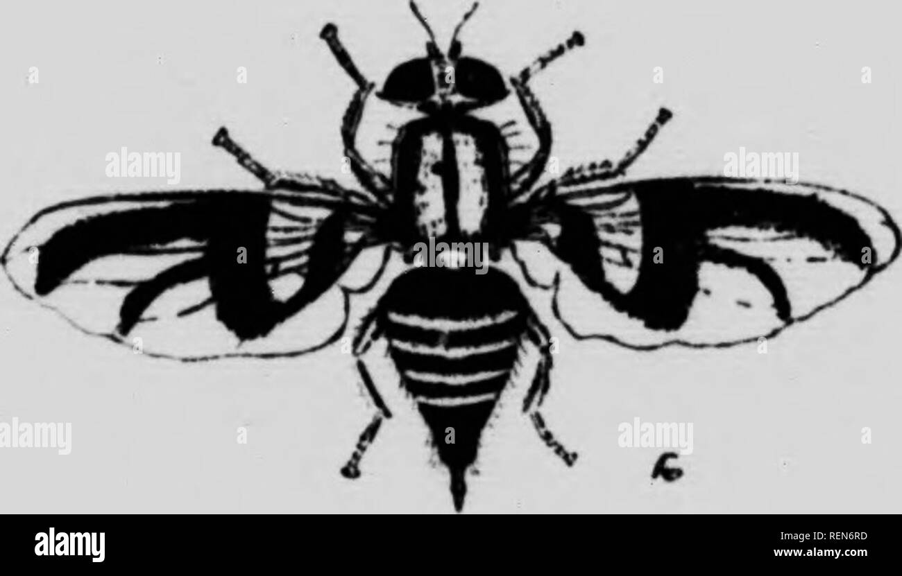 . Insekten, die Obstbäume [microform]. Obst; Schädlinge; Insectes nuisibles; Früchte. Eine Frau nach der Apple Mag-erhielt auf der Frucht, natürliche Größe. (Im Original.) einen weiblichen Erwachsenen des Apple Mag- oder Railroad Worm, mucb vergrößert. (Zeichnung von Oory.) spicuous weiße Bänder, und dass der männliche durch drei. In der Mitte der Rückseite ist eine kleine, eigenständige dreieckigen weißen Bereich. Die Flügel haben auffällige schwarze croM Bands auf dem definitiven Plan in der Abbildung gezeigt angeordnet. Die ausgewachsenen larr * f i Bitte beachten Sie, dass diese Bilder extrahiert werden aus der gescannten Seite Bilder, gewesen sein kann Stockfoto