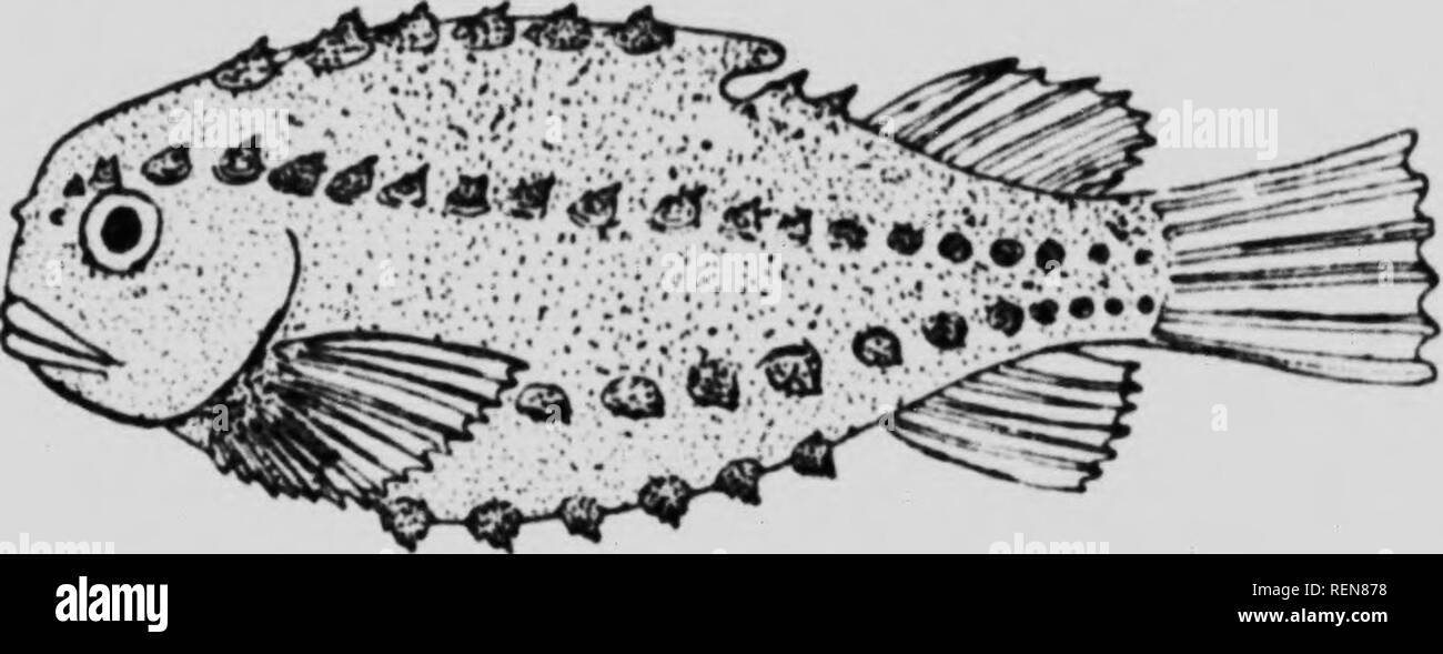 . Geschichten der Neuen essen Fische [microform]: II. den Klumpen Fisch. Poissons; Poisson (Nahrungsmittel); Seehasen; Fisch als Nahrung; Lompe; Fische. (FiK. H") ein. lhfriii^' zu tin-l) ii, y âf a l^b^t^r Trap in sechs Faden aus dem soutJ^ West I&gt;.., ÂT von CluTi - ein,,, Ich. la. ul. whioh wa;. vrt^ unlv Eine v. ar oM. t. Â aiiiii Isi. 111,1. w. Ith. 10 10. . Sporim. n. ;!:) Âââ. lontr. S.W. Ich "âiâi Ciu-. luly, 7. 1.Â" 17 Tw,&gt; trug. • olle.-At (iraiul Ma'nan Ted. D.^ viuImt li'. U aiul+:, mm lange respe - tivoly. Wlu.-l, trug offensichtlich die Youn,^ âf, biegen. T S HI thrc&gt; e montl. s Die frrowth verdoppelte sich, dass loealitv. Wenn die Stockfoto