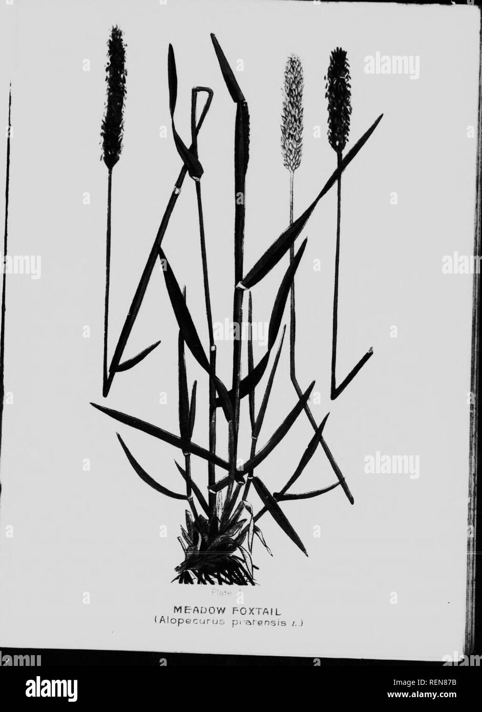 . Futter und Weide Pflanzen [microform]. Gräser; Futterpflanzen; Graminées; Plantes fourragères. ^M'. Bitte beachten Sie, dass diese Bilder sind von der gescannten Seite Bilder, die digital für die Lesbarkeit verbessert haben mögen - Färbung und Aussehen dieser Abbildungen können nicht perfekt dem Original ähneln. extrahiert. Clark, George H. (George Harold), 1872-1935?; Malte Malte Oscar, 1880-1933; Kanada. Abt. der Landwirtschaft. Ottawa: Govt. Drucken. Büro Stockfoto