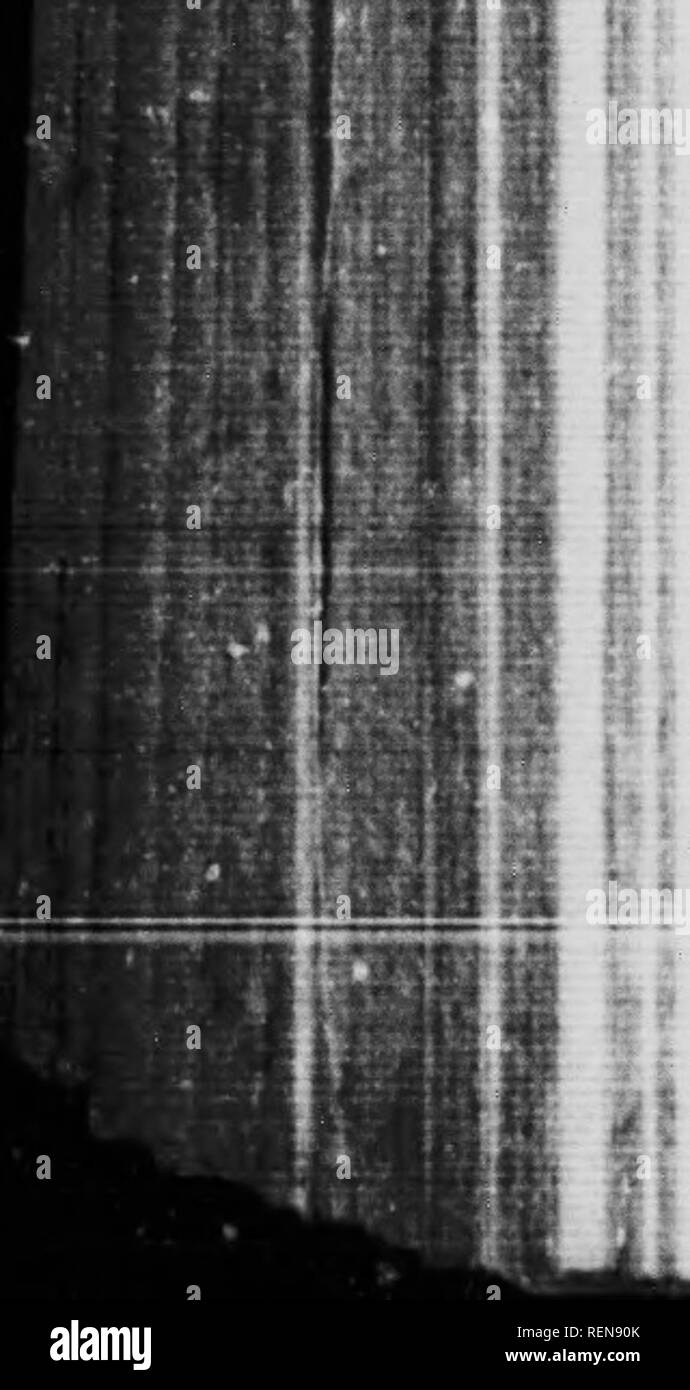 . Der veterinärmedizin [microform]: die Anatomie, Krankheiten und Behandlung von Haustieren: Auch mit einer vollständigen Beschreibung der Arzneimittel und Quittungen. Veterinärmedizin; Bovins; Médecine vétérinaire; Vieh; Pferde; Chevaux. : R, H DEN TIERÄRZTLICHEN SCIKNCK. Ich rt l! 11" l. Symptome. Es ist eine ständige Ruckeln am musclM arouiul bis '; ifl. rtfc! teil, wenn der Hund ruht. Behandlung. Ich habe hier nicht viel für sie getan, nachdem die Krankheit ha?, oiu I-in eingerichtet werden, sondern indem man von einem Viertel bis zur Hälfte ein dram von Bromid von Kalium zweimal täglich auf seine Zunge mit einem Löffel oder in einem kleinen Stockfoto
