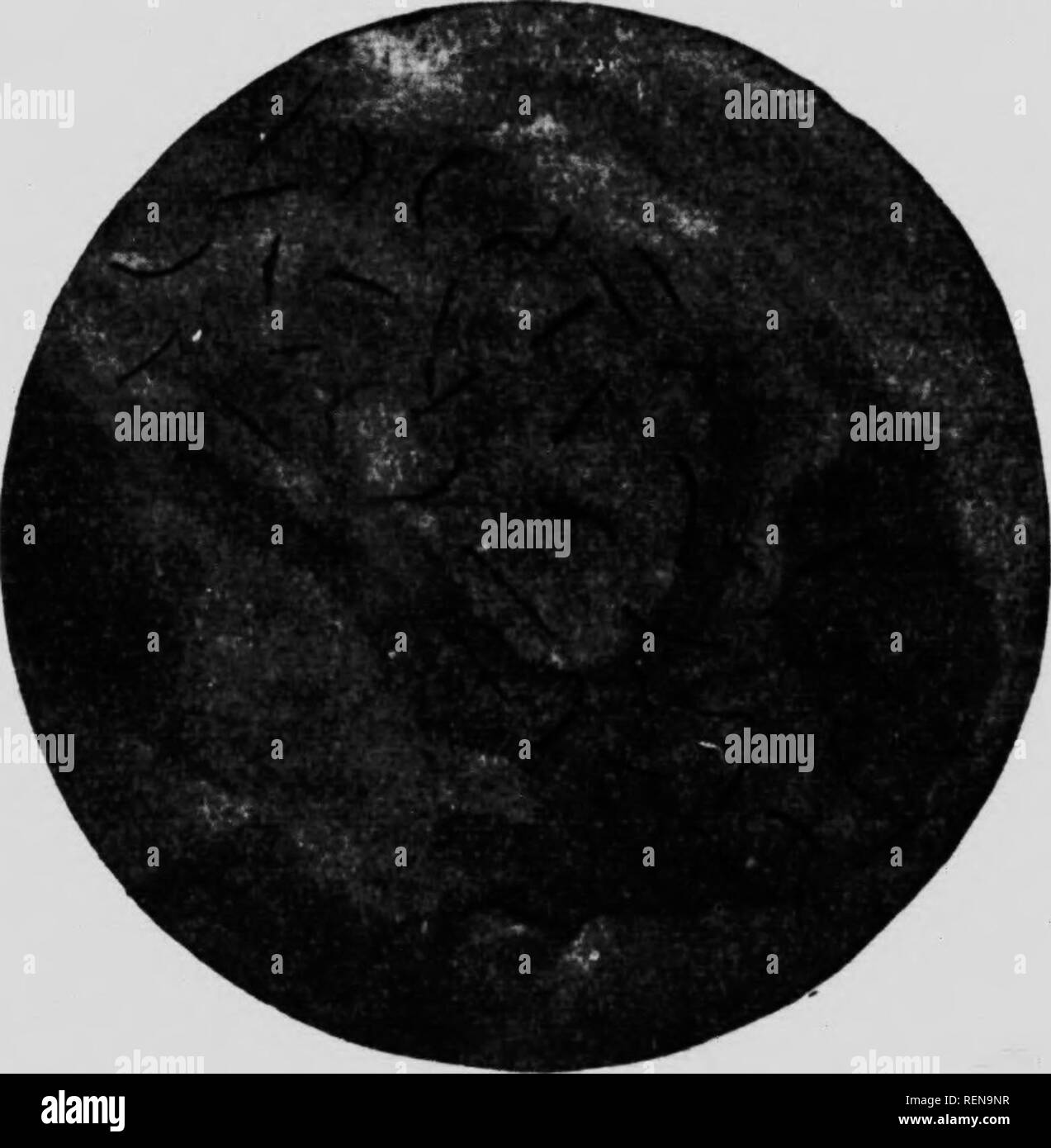 . Studien in der Pferdezucht [microform]: Eine illustrierte Abhandlung über die Wissenschaft und Praxis der Pferdezucht. Chevaux; Pferde; Pferde; Chevaux. Kapitel XIII. Sterilität. 174. Eine erbliche Veranlagung eine Ursache der Sterilität. Sterilität ist mehr oft tlie durch eine erbliche Veranlagung als die meisten o'f us sind udling zugeben. Ich habe viele Jahre systematisch in dem Bemühen, yorked zu lernen, wenn ich könnte, die grundlegende Ursache dieser Tendenz." andere mongr thmgs ich die Körperflüssigkeiten (Blut) viele Hengste und Stuten als in Prozent von Salz in den gefundenen getestet:, e Flüssigkeiten." Für diese Arbeit, die ich beide Stuten und Hengste verwendet Stockfoto