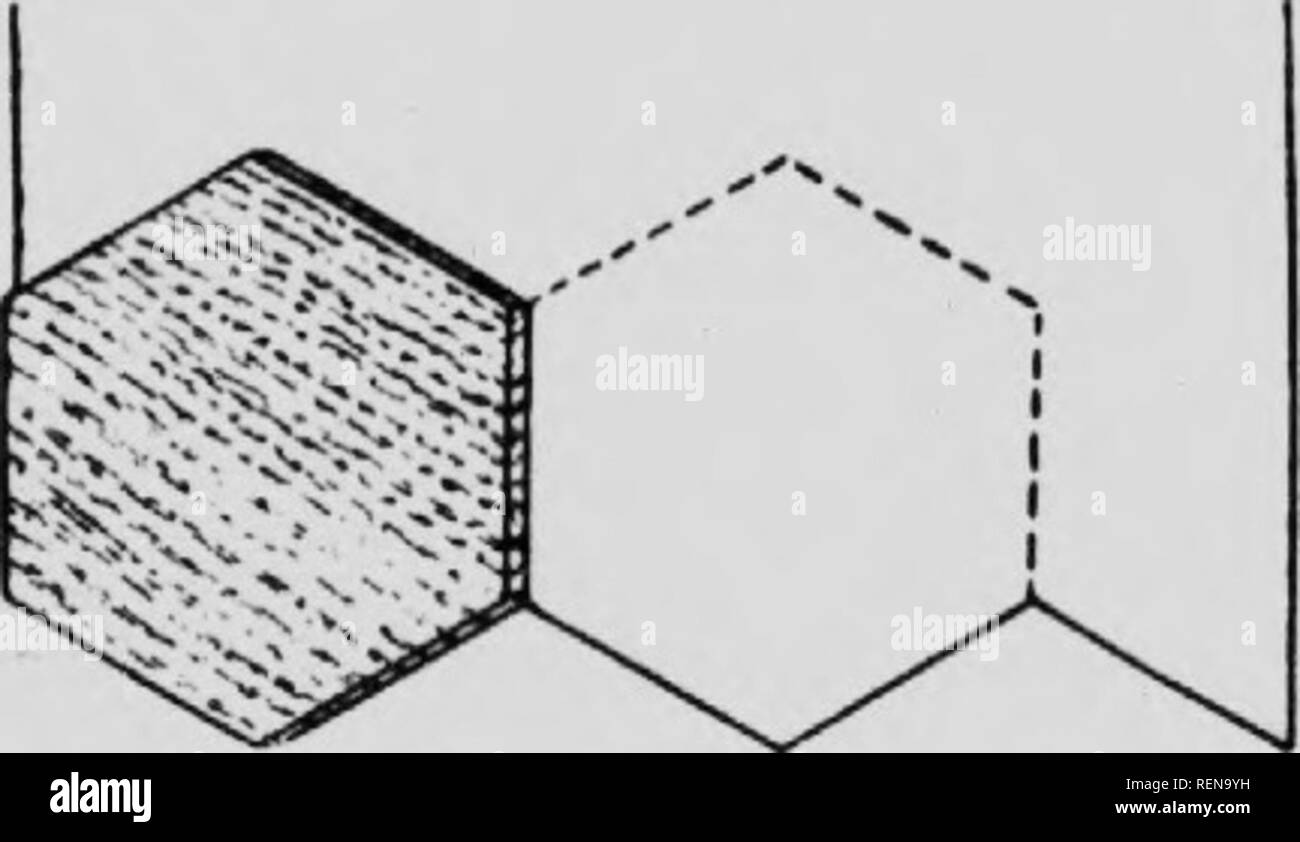 . Klasse Buch der wirtschaftlichen Entomologie [microform]: mit besonderem Bezug auf die wirtschaftliche Insekten der Norden der USA und in Kanada. Schädlinge; Entomologie; Entomologie; Insectes nuisibles, Lutte contre les; Schädlinge; Insectes nuisibles. 398 wirtschaftliche KNTOMOlOllY (A) Besondere Pflanzen. - Diese Kulturen haben den Vorteil, die Kontrolle der hessische Fliege gefunden wurde, Armee, Würmer, squash Ijugs, Gurke Käfer, und Spargel Käfer. Im Fall der Hessischen tly schmale Streifen arc früh gepflanzt, so dass die Fliegen ihre Eier auf dem Weizen vor der regulären Bepflanzung des Feld. Diese tra Stockfoto