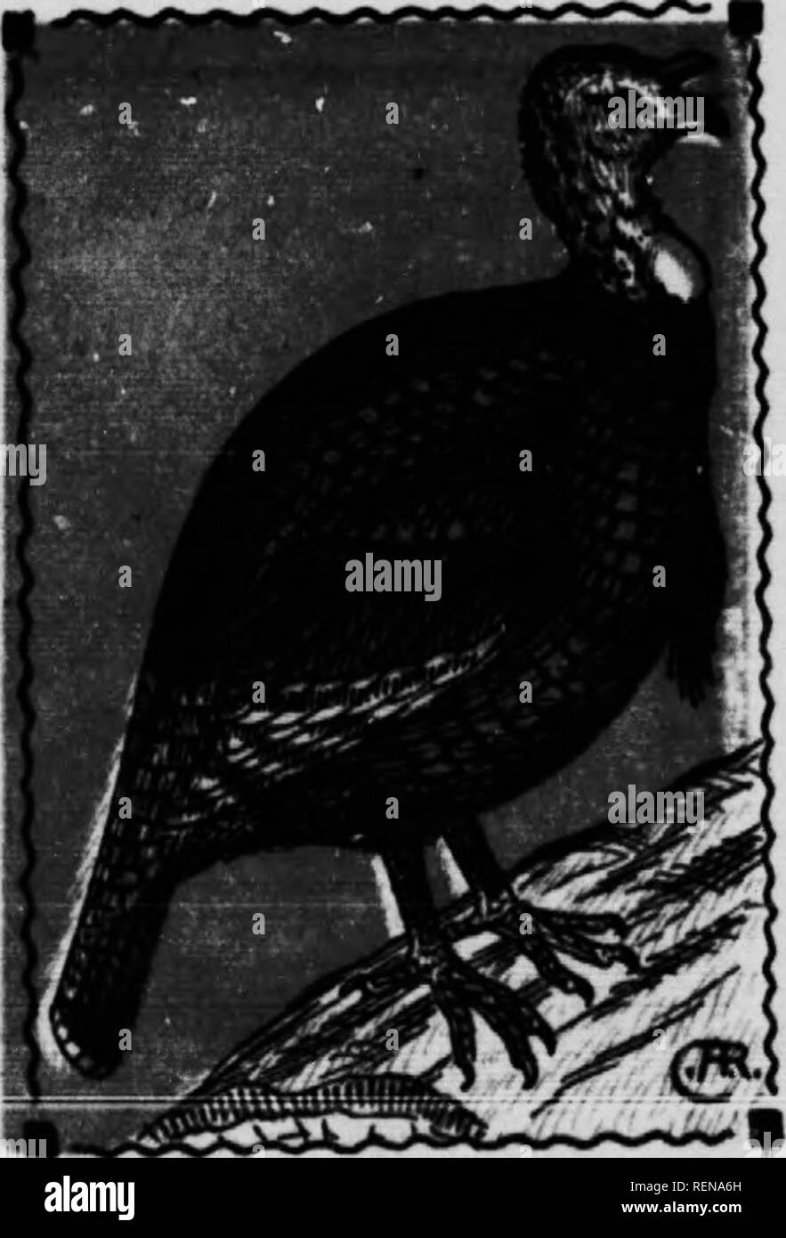 . Vogel [microform]. Wasservögel; Vögel; Gibier d'eau; Oiseaux. Familie Phasianidae. Wilde Türkei. 310. MehaijieH ijaUopavo silvestris. 48 In. Weibliche viel kleiner und dunkler gefärbt als die männlichen Diese schönen, großen Vögel häufig Wälder und Grenzen der Bäche, wo Sie suchen durch das Unterholz für Essen In der tagsüber und in der höchsten Bäume schlafen in der Nacht. Sie sind eine der schüchternsten Vögel, und Sie haben Gründe für sein, für Sie gejagt wurden, bis Es gibt keine In der Neuen Ger links - Land und nördlichen mittleren Staaten und nur wenige im Süden. Wilde Truthähne stütze und verschlingen Sie präzise Stockfoto