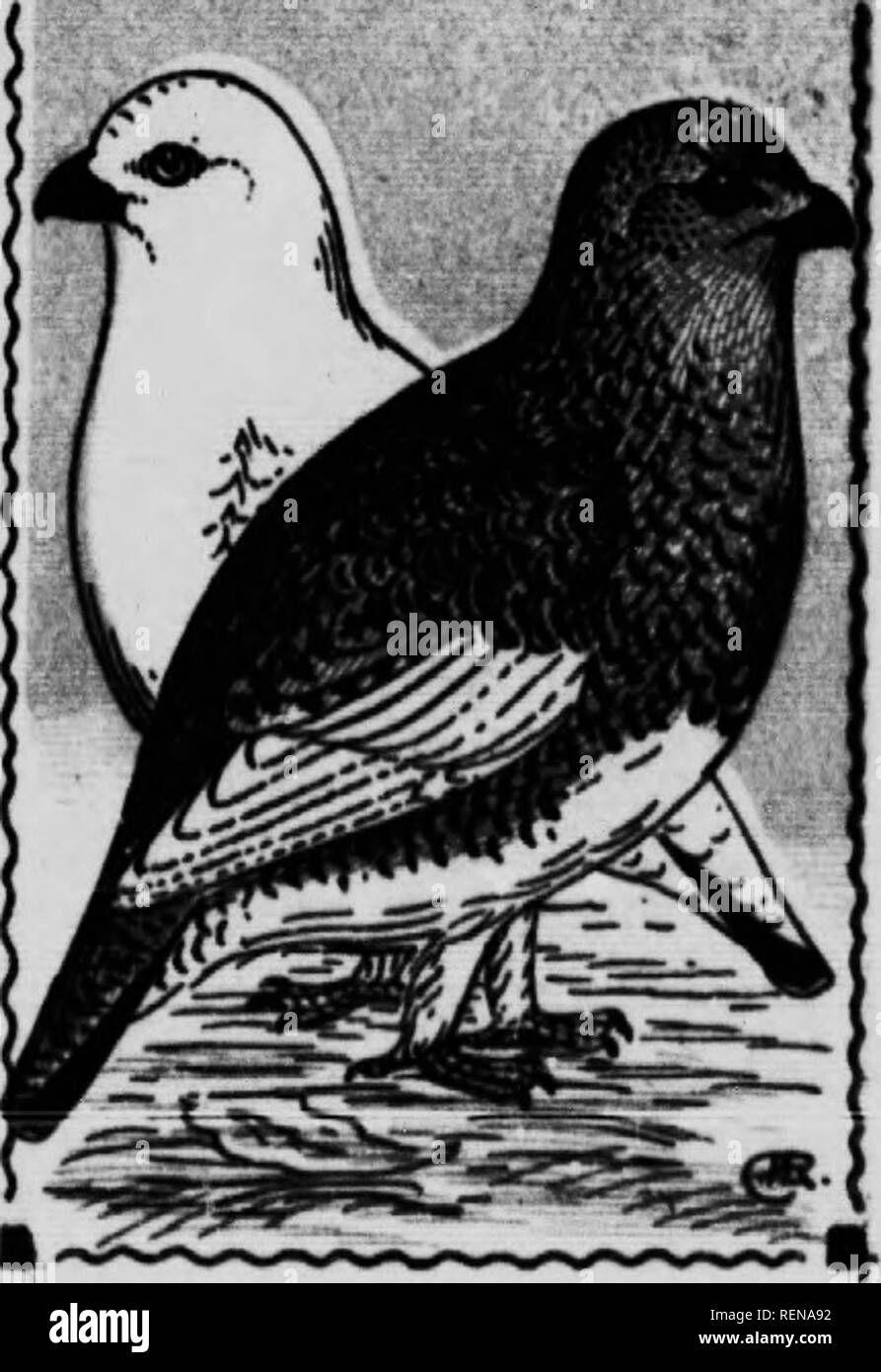 . Vogel [microform]. Wasservögel; Vögel; Gibier d'eau; Oiseaux. WILLOW PTARMIGAN. 301. Lagopus lanoiiiis. 15 In. Im Winter, weiß mit schwarzen großen Federn. In der Summe - mer, ihr Gefieder ist abwechslungsreich, aber la in der Regel rötlich-braun mit schwarzen Balken, die weibliche Feiner gesperrt werden als die männlichen; die Flügelfedern und unter Teile sind Weiß zu allen Jahreszeiten; eine große rote Wattle über das Auge während der Brutzeit. Alle ptarmigan mausern sich viermal im Jahr, und jeder der vier Pflaume - Alter unterscheidet sich erheblich, und unterscheidet sich auch in verschiedenen in-dividuals, so dass es sehr schwer zu unterscheiden sind. Diese spec Stockfoto