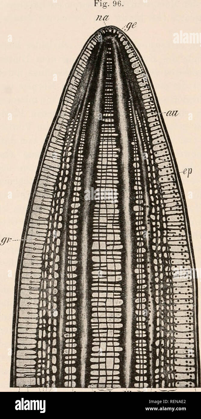 . Dr. H.G. Bronn von Klassen und Ordnungen des Thier-Reichs: wissenschaftlich dargestellt in Wort und Bild. Zoologie. 2890 dm System der Kommissuren Sindh sterben zwischen den LÃ¤ngsstÃ¤mmen III. Ordnung. Nr: ^7 iU', nk n/M 7 Ã¼ nl nl, ? IP-Nervensystem des Vorderendes von Geoj) La7&gt; ein ptdla, etwa 8 mal vergr, au viel Torte (bloÃ rechts eingezeichnet), ep Körperdecke, ge vordere Ver-wachsung der LÃ ¤ ngsnervenstÃ¤mme, gr SinnesgrÃ¼b-chen (bloÃ links eingezeichnet), gm GrÃ¼bchennerven, iia Nerven der vorderen Spitze des KÃ¶rpers, Nl HauptlÃ¤ngsstÃ¤mme, nl NebenlÃ¤ngsstÃ¤mme, nl, solche III. Ordnung, nl Stockfoto