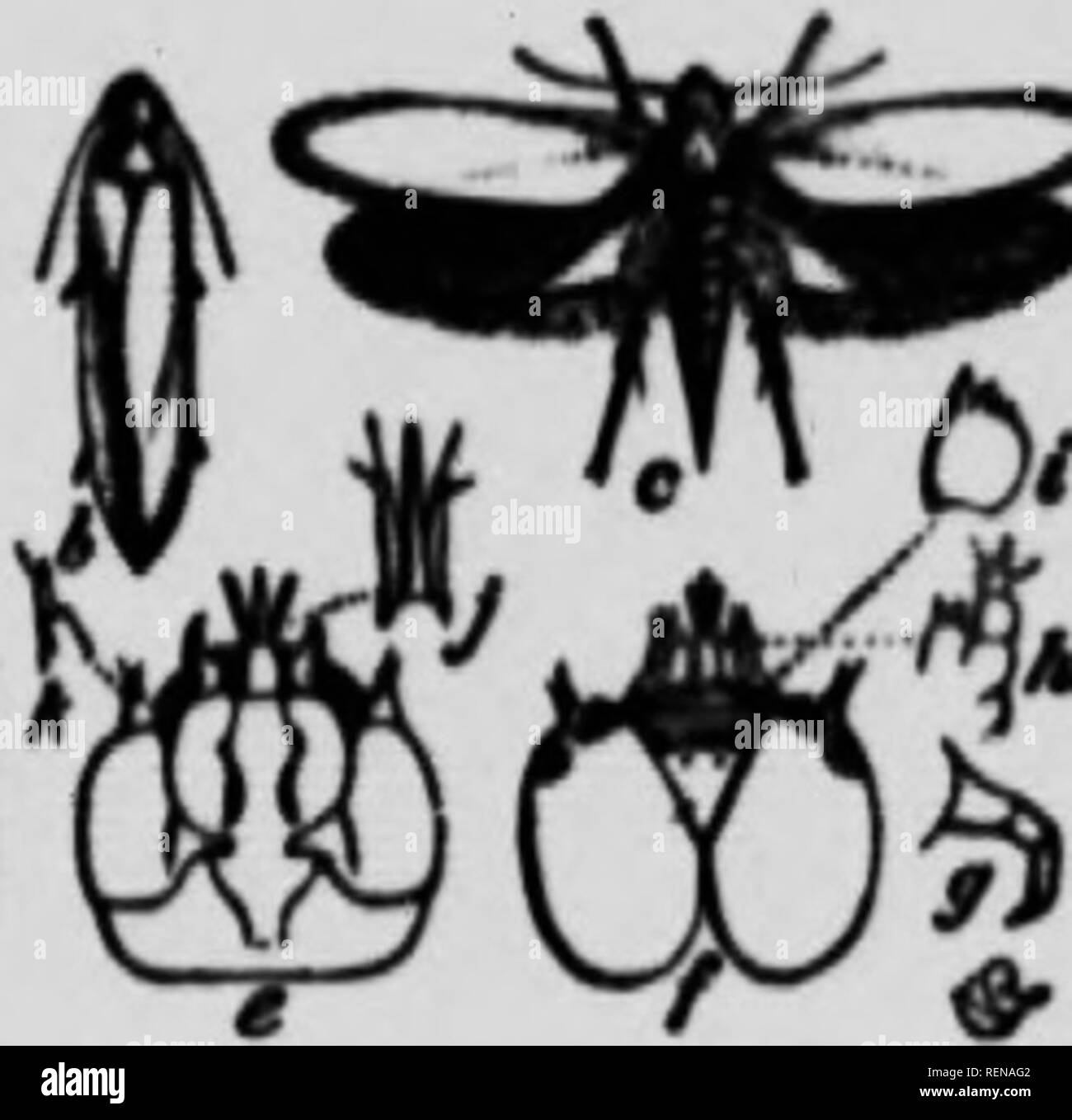 . Die Motte Buch [microform]: Ein beliebter Leitfaden zur Erkenntnis der Motten von Nordamerika. Motten;; Papillons Papillons nocturnes Nocturnes; Motten. Ich M Ich. Â S m. Â ¥ ti, Abl.P-yntcattlla. n, lar-T"; Ich, feniile Motte mit cli "c" - frora oben (g, thorakale Leg o (tun. 1, Oberkiefer, Unterkiefer; ich: &gt;. apii Baskenmütze und labialen Palpen: Ich, eine vergrößerte. (Mter Riley, • * Leben", Bd. IV, S. 360.) apin-Antenne. Insekt TUuMa Pollen mit ihren Mund, die eigentümlich geändert wird, damit Ihr dazu. ind gilt dann der Pollen auf die Narbe mit in-endlich besser selten als es sein könnte^^. Stockfoto