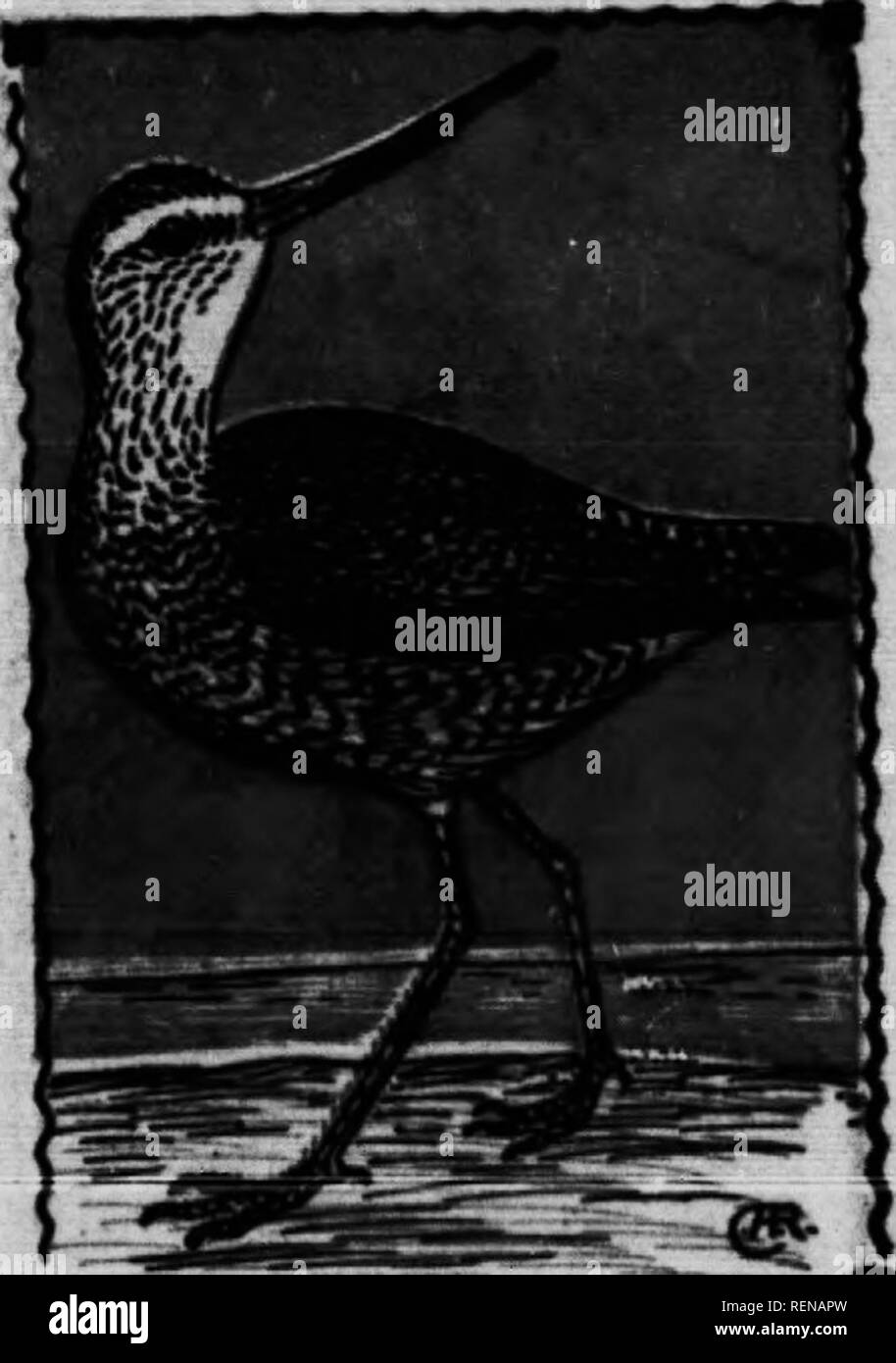. Vogel [microform]. Wasservögel; Vögel; Gibier d'eau; Oiseaux. Marmorierte QODWIT. 249. Limo" ein teioa. 19 In. BUI lange und sllghUy recurvwL zurück, "JJ8" "f groß, rufous, gesperrt Schwarz; die mmp" •"""? J*^*'; underpart Jrlth schwarze Balken. P">"">'?" "W**?" c^ Tiara - Kopf grau, mit schwarzen Streifen auf der Krone und Seiten junge slmUar. Aber weißer unten und Tuh wenige oder keine Bani. Diese großen stelzvögel sind mo^ rrateiriarge gefunden Herden sowohl in der Innen- und Si der Küste im Herbst. Thty häufige Salzwiesen an der Küste, und die Grenzen von Teichen"">"!" * "•"" Stockfoto