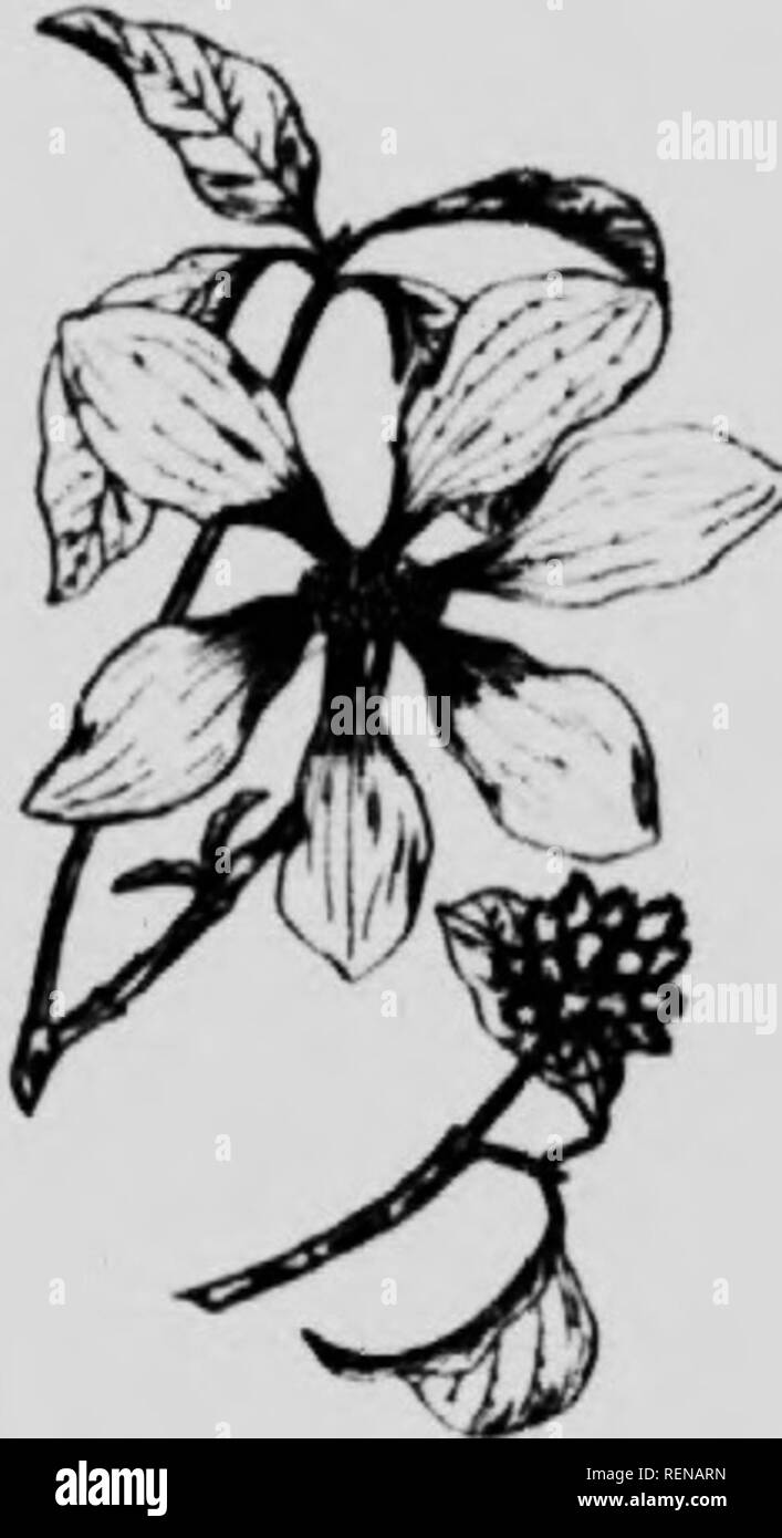 . Wälder und Bäume [microform]. Die Wälder und die Forstwirtschaft; Forêts et Forstwirtschaft; Bäume; Arbres. Die I) ogv (; () cl I "amilie i^j breit. Das gesamte Cluster ähnelt einem riesigen Blume und ist generell so genannte. Diese bl) om, die in der Regel im Frühjahr erscheint gibt dem Baum eine Schönheit. Es ist immer noch mehr markante "Wenn jedoch diese Blüte - wie Cluster im Herbst erscheinen", wie sie manchmal tun, vermischte sich mit dem scharlachroten Früchte der Frühjahrsblüte. Es ist ein Trick, der tiany Der hartriegel haben, diese Produktion der Herbst blühen. Dies wird von den meisten Menschen unbemerkt in einem obskuren Strauch wie den roten Stockfoto