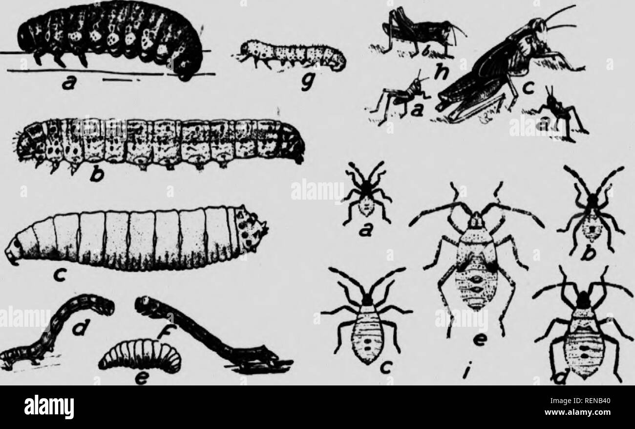 . Klasse Buch der wirtschaftlichen Entomologie [microform]: mit besonderem Bezug auf die wirtschaftliche Insekten der Norden der USA und in Kanada. Schädlinge; Entomologie; Entomologie; Insectes nuisibles, Lutte contre les; Schädlinge; Insectes nuisibles. 34 ökonomische Entomologie Die kreuzförmige Typ herrscht unter den holometabola. Der Körper ist zylindrisch, und die Beine, Antenne und cerci sind deutlich reduziert. Vielen Übergangsformen, jedoch auftreten, und es wird vermutet, dass die eruciform Typ aus dem thysinuriform entwickelt wurde. Ecdysis oder Moulling. AU Larven werfen ihre äußere Haut (cuticula), inte Stockfoto