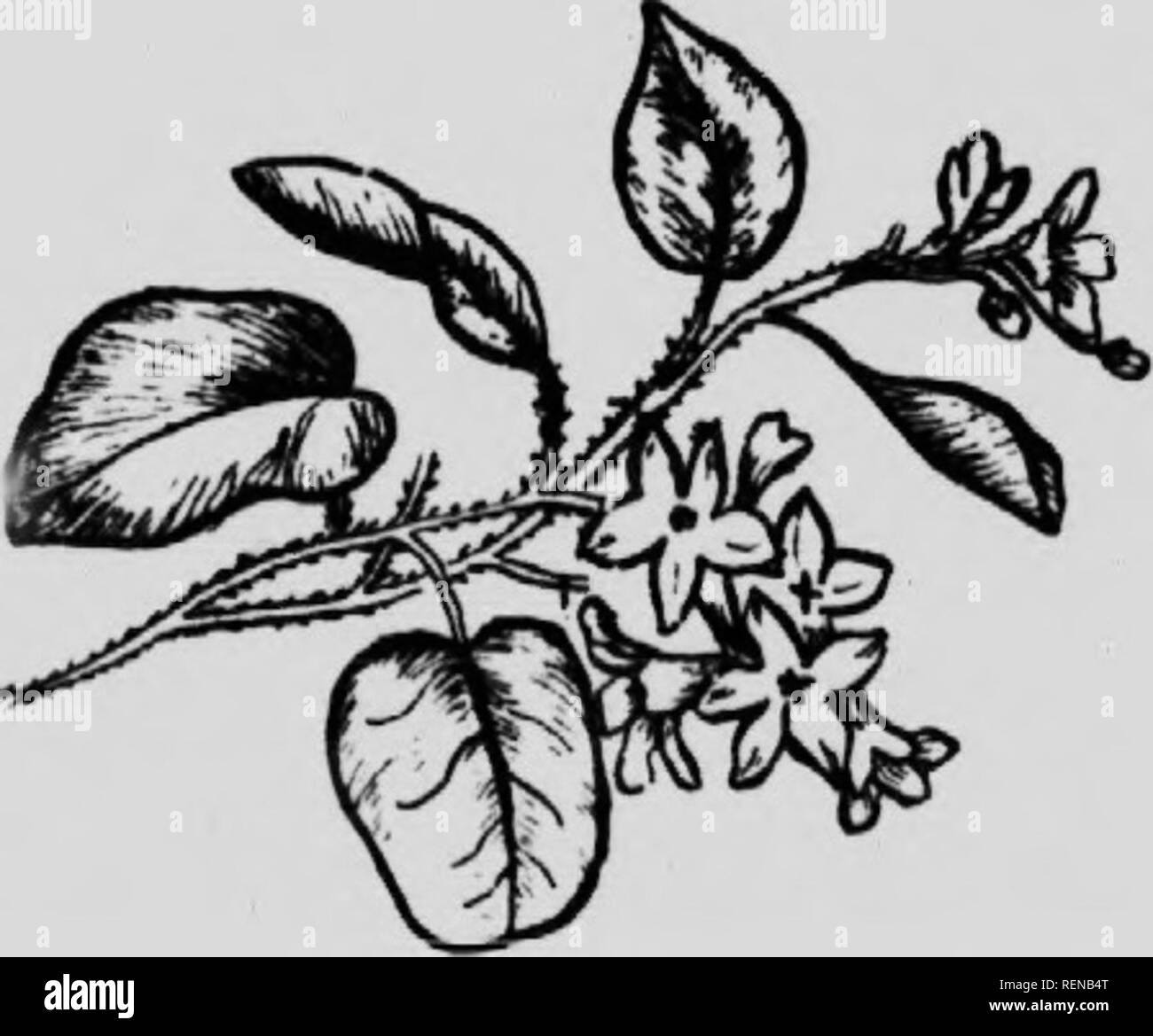 . Blumen auf dem Feld und Wald [microform]. Fleurs sauvages; Botanik; Botanique; wilde Blumen. die Ehre. Thoreau sagt, dass sogar in 1;,,. "Fe'^â¢"' Jy "dvanceil in Richtung auf eine neue &gt; e. ir in der gesamten maritimen I "rovince. Quebec, Ontario, in Mooren oder Alon^ ttre&gt; le Schalen (Abb. Herr, 1) appMr Eva. l'. f, â. o caLrrh* "r" "fl'''"°"''* " *''Erbe braun Fällen Ihe Zinn. v Fl.) wp--s ich., e eng auf einem flesliy Stiel (Abb. überfüllt. Xii.,. I) und • Alle fi" Sie sind, jedes Po. saea. ses vier Kelchblätter, vier Staubblättern und einem Pi." til. Die balMike Cluster bezeichnet eine Stockfoto