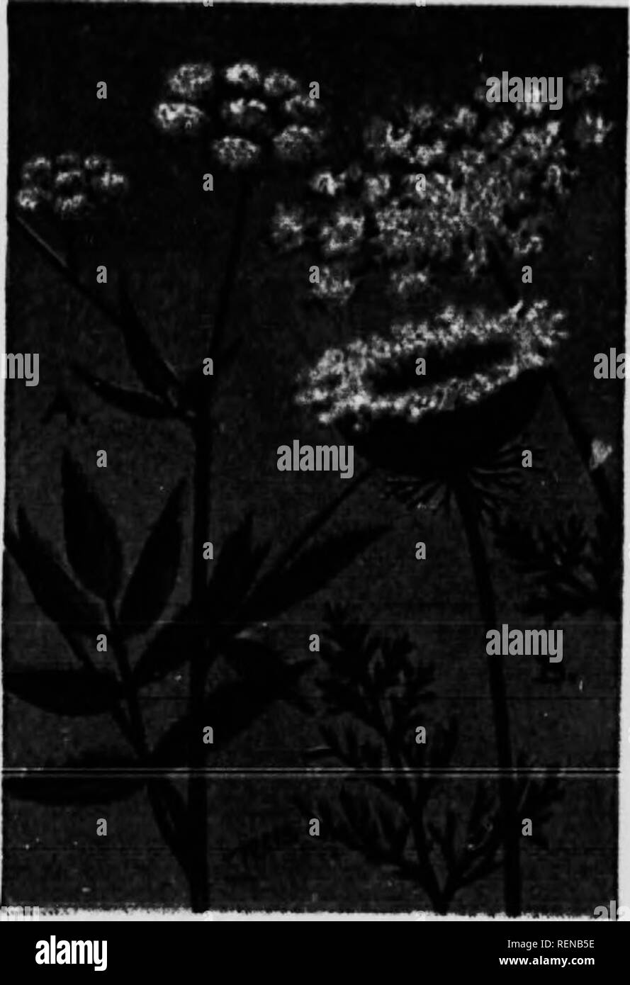 . Blume [microform]: Wilde Blumen östlich der Rocky Mountains. Blumen; Fleurs; Botanique; Botanik. Spe - PETERSILIE FAMILIE (i'iiib&lt; lif&lt; Ni) (A) Watkr Pastinaken {Sium rinilafdliiim) ist ein STOUT bniiicliiii}; licil) {Hlialldw irowiiif; in Wasser. Tlii 'latliiT vcal&lt; Stamm ist t'liiin 2 tj fwt Lii^ Mi. Die altiMiiatiiif; coiiipoiiiKl Blätter arc sehr variabel. Imt iiMiallv von sieben bis fünfzehn, sliarply - tootlied, lineare oder laneeslniped leallets. Flach, &Lt;lonie - sliaped Cluster oder nniljcls. von tinv vyiiite (senkt die obere liraneiies beenden. Diese cies ist sehr abndant llirouyliout der Co Stockfoto