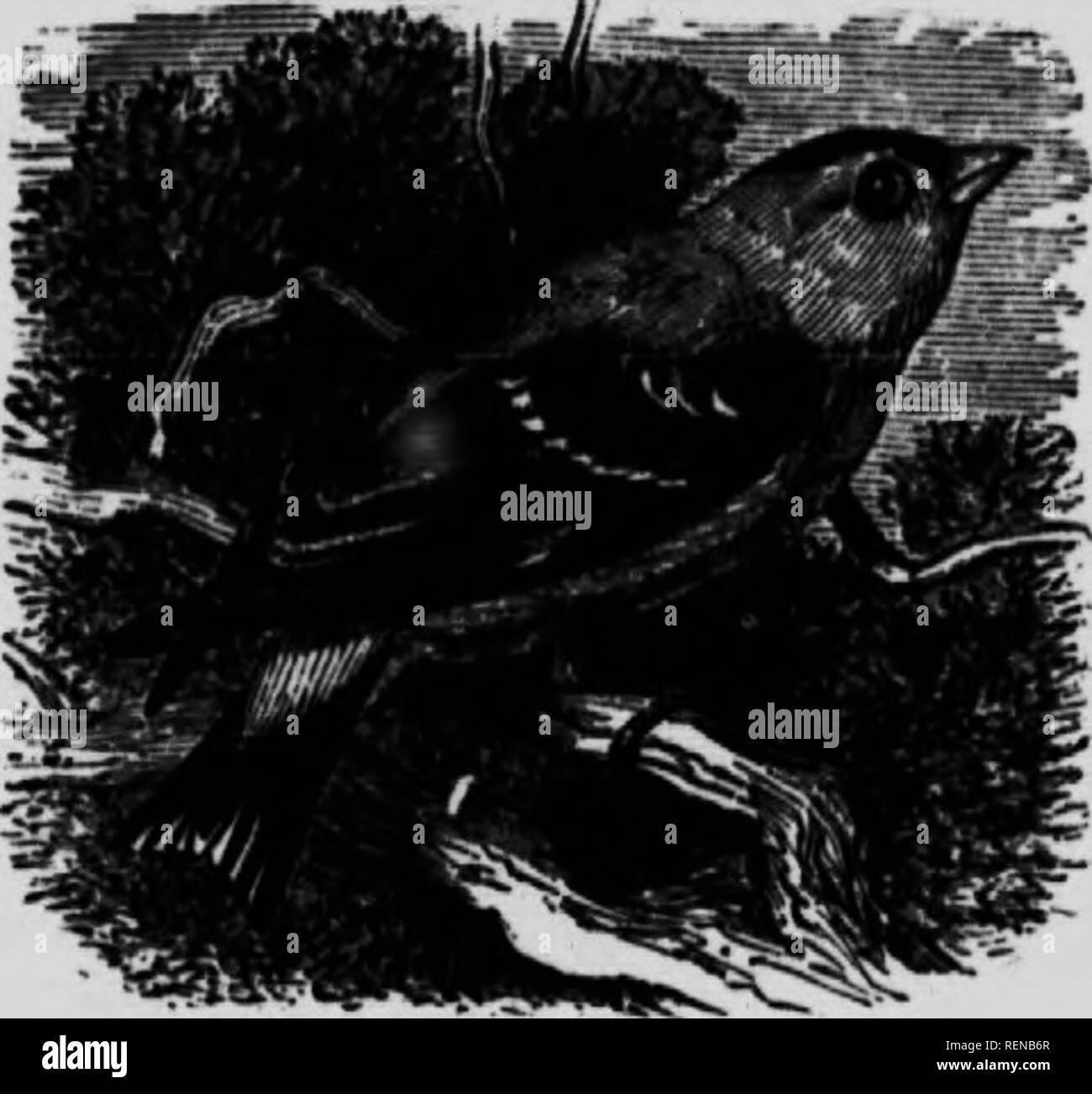 . Ein beliebtes Handbuch der Vögel von Kanada und den Vereinigten Staaten [microform]. Oiseaux; Vögel. AMERICAN GOLDFINCH. YELLOW BIRD. THISTLE VOGEL. THISTLE FINCH. Kanarische. SpINUS TRISTIS. WILD Char. Männliche im Sommer Ich helle gamboge Gelb; Krone, Flügel und Schwanz schwarz; obere und Unda-tail^ Overts, witig und Schwanz Markierungen, weiß. Im Winter das Männchen das Weibchen ähnelt, zwar mit weniger Oliven Farbton. Frau: Oben, olive Braun; Unten, blasser oder gelblich; Stirn mit-out Schwarz ich Flügel und Schwanz viel anders als in der männlichen. ^bout 4^ Zoll. Mtt. In einer Weide oder Obstgarten; normalerweise in einem Crot Stockfoto
