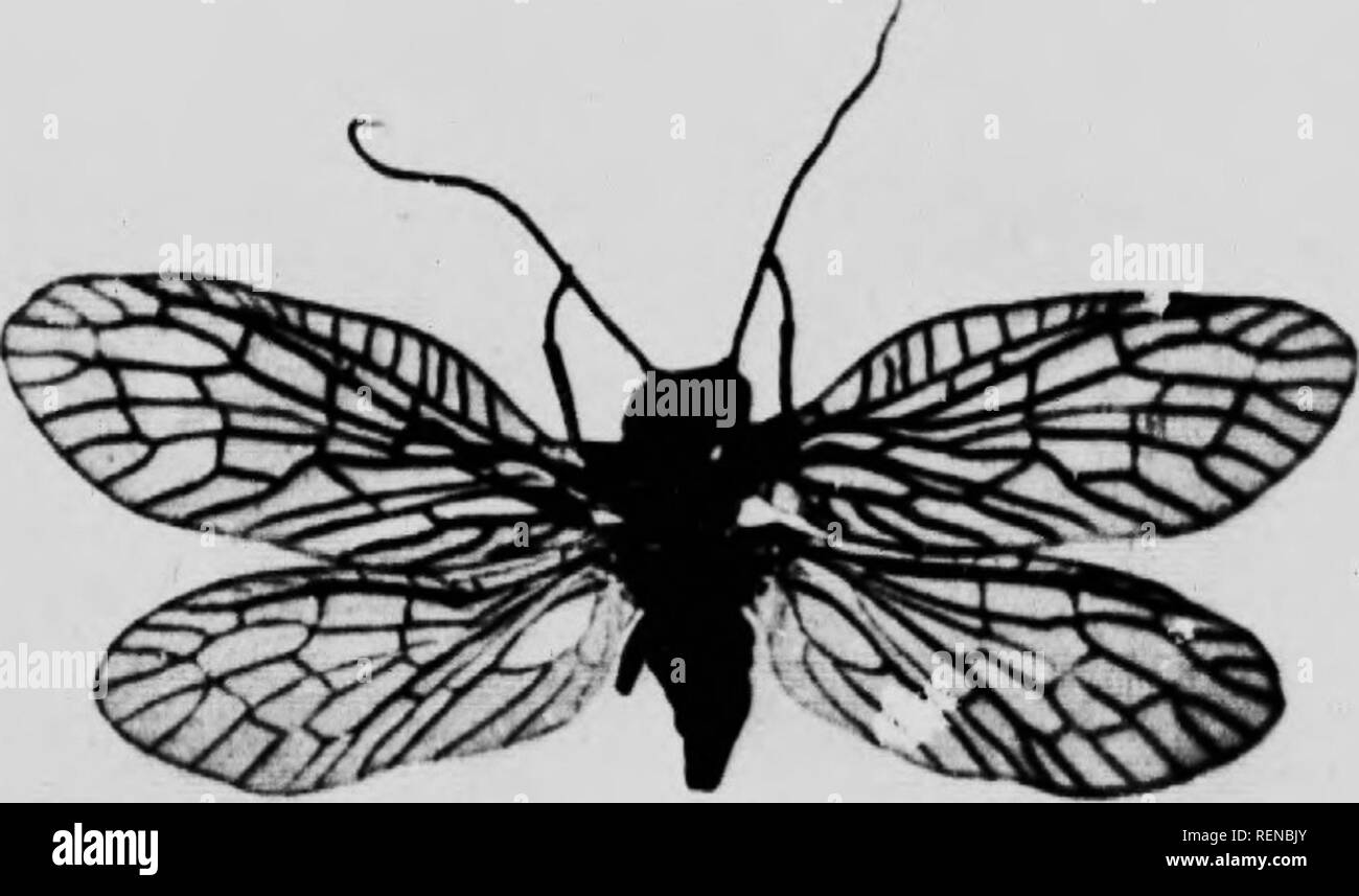 . Wunder der Insekten [microform]: Eine populäre Konto der Struktur und der Gewohnheit. Insekten; Insectes. Wunder der Insekten. Die Alder-Fly. Dies ist einer der aii (; Insekten Ier's, und es ist wahrscheinlich, dass es sich um einen En^ Hsh Namen, für die es nichts über es attraktiv genug oder genug anschlagen zu rechtfertigen, dass es deutlich mit Folk-Namen beschriftet ist verschuldet. Es hat eine allgemeine Ähnlichkeit zu den Stein - Fliegen und caddis Fliegen. Es kann jiretty gemeinhin Bäume und Zäune in der Nähe von langsam oder stehendes Wasser sitzen gesehen werden, mit ihren Flügeln auf dem Rücken gefaltet, bilden; ich Grat, Co Stockfoto