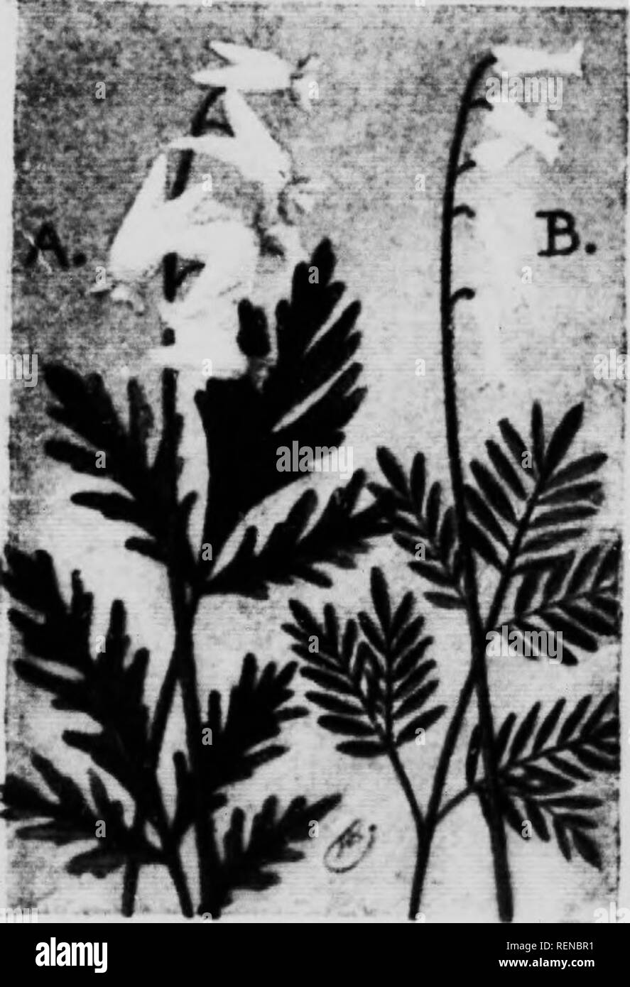 . Blume [microform]: Wilde Blumen östlich der Rocky Mountains. Blumen; Fleurs; Botanique; Botanik. (A) Der DtTciiMAN liRKKniEK [Divnilm fiiditliiilii). Ciiliuily tidwcii Tliis pi' 'il Kraut l) fliiiij; s tci-ilii Kiiinitiiiy fiiiiiily. 11 faiiiily von &Lt;lclicati siiimitli Pflanzen witli wässerigen Säfte und eiiiiipoiiiKl. ! L inehes und hört einen Imise raeeme i) f f (inr t (i Ei^ iht Weiß. inv&lt; 'rted Ihmcrs: Die vier Blütenblätter paarweise nnited sind, twii iif Ihnen fdrniinf; ein Lar}; e (haihle-trieb Sae. und andere tlie twii Sehr kleine Blütenblätter fiirm - iuj; ein pniteetion für thli' Sae ist weiß, gebeizt mit Gelb. T Stockfoto