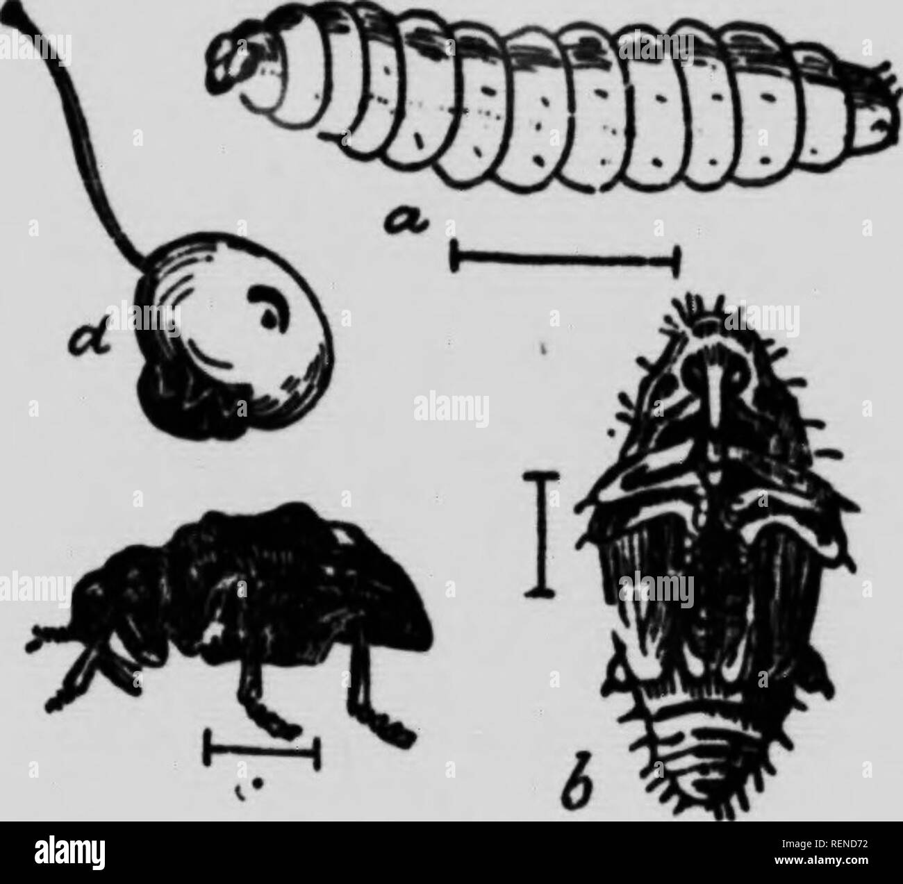 . Feinde der Landwirte und deren Behebung [microform]. Schädlinge; landwirtschaftliche Schädlinge; landwirtschaftliche Schädlinge; Animaux et Plantes nuisibles, Lutte contre les ennemis des; Kulturen; Ennemis des Kulturen, Lutte contre les. 144. (Abb. 45.) Das dlffcront stagps sind in der Gravur oben gezeigt: o Stellt die grub viel vergrößert; h den Kokon, und c Die bwtle. Mit viel vergrößert; d Die Yount; Frucht, zeigt die halbmondförmige Markierung durch das Insekt und die curcullo, lite-Größe, bei seiner Arbeit. Ein Schnabel. Der Käfer ist eine kleine, raue, gräulich, Insekt, etwa ein flfth eines Zoll lang. Das Weibchen Eier in deiwsits Stockfoto