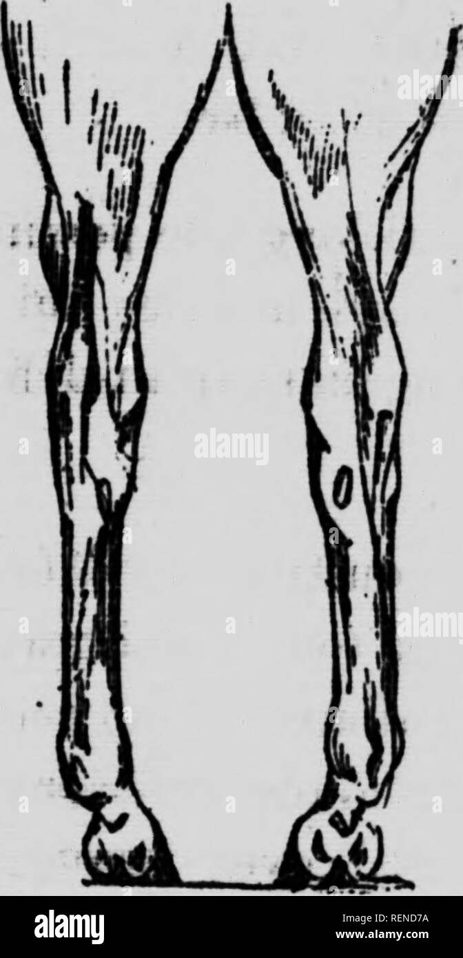 . L'élevage du Cheval en Canada [microforme]. Chevaux; Pferde. 50 - ich H. Examinez l'avant-bras au Moment où Il est fl6 Chi sur le bras Pendant le Trab, son extrémité inférieure Sera portée d'autant plus en avant qu'il Sera plus Lang. Cependant cette disparaît considération dans le Cheval au Galop. Dans ce cas, le Mitglied est Tendu en avant tout, avec Kraft, dans la Progression, et le résultat n'est pas le même au Trab qu'au Pas. * L'avant-Bras de über Lui aussi être Bien et musclé posséder des Sehnen bien développés et puissants, fähig de Unterstützer tous les Bemühungen et tiraillements de toute n Stockfoto