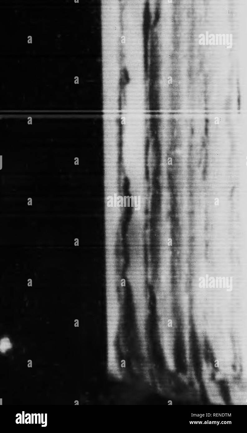 . Lieblings Fisch und Fischerei [microform]. Poissons; Angeln; Pêche sportive; Fische. m%" 8 II. Sunapee Goldene Forelle iScilve - Linus aureolus) Lieblings Fisch und Fischerei nicht einen Fisch fliegen kann erfolgreich fortgeführt werden, wenn auch nur für seine schöne Färbung. Diese Tine Fisch wurde zuerst von Jir beschrieben. Tarleton H. Bean, 1887, von Sunapee Lake, New Hampshire. Es existiert, auch nur in einem oder zwei Teiche und kleine Seen in der Umgebung. Es ist fast identisch mit der Europäischen char (Sahelinus alpimis). Es ist in der Regel angeblich native Zu den Gewässern erwähnt, aber es gibt die Möglichkeit, dass es war int Stockfoto