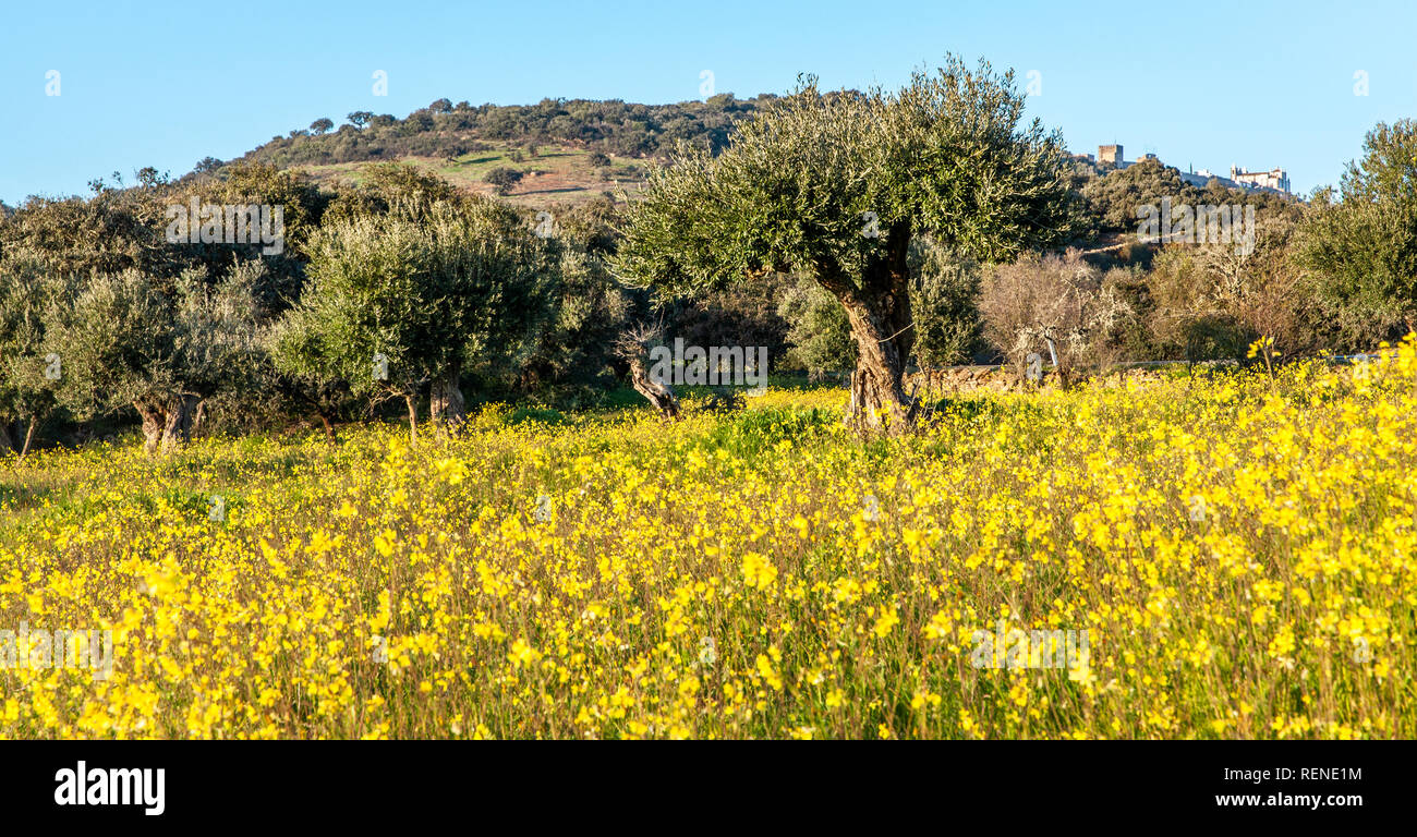 Alte Olivenbäume Grove in blumigen Landschaft Alentejo Portugal Reisen Stockfoto