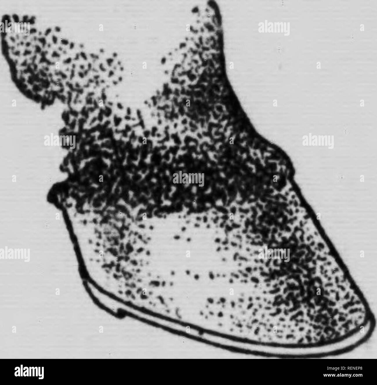 . Fleming's Weste - Pocket tierärztlichen Berater [microform]: Tiermedizin, wie sie für die häufiger Beschwerden von Pferden und Rindern, kondensiert, vereinfacht und für den Landwirt und stockman Praktische gilt: im beiderseitigen Interesse der Bauern des Landes veröffentlicht, und die Eigentümer von Fleming's garantiert lieferbar Rechtsmittel. Veterinärmedizin; Médecine vétérinaire; Chevaux; Bovins ; Rind ; Pferde. Komplette Priee Liste auf der letzten Seite. 87 nary Heilung OH eher leicht. Fahren Sie mit dem Öl dally, halten Sie das Pferd "Ut der Schlamm. den Stall sauber zu halten, und Risse im Boden stoppen Stockfoto