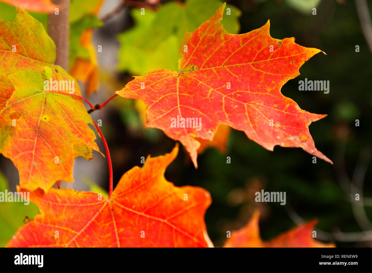 Blätter von Ahorn Blätter zeigen herbstliche Farben auf der Halbinsel Gaspé Quebec, Kanada. Das rote Ahornblatt ist Kanadas nationales Symbol. Stockfoto