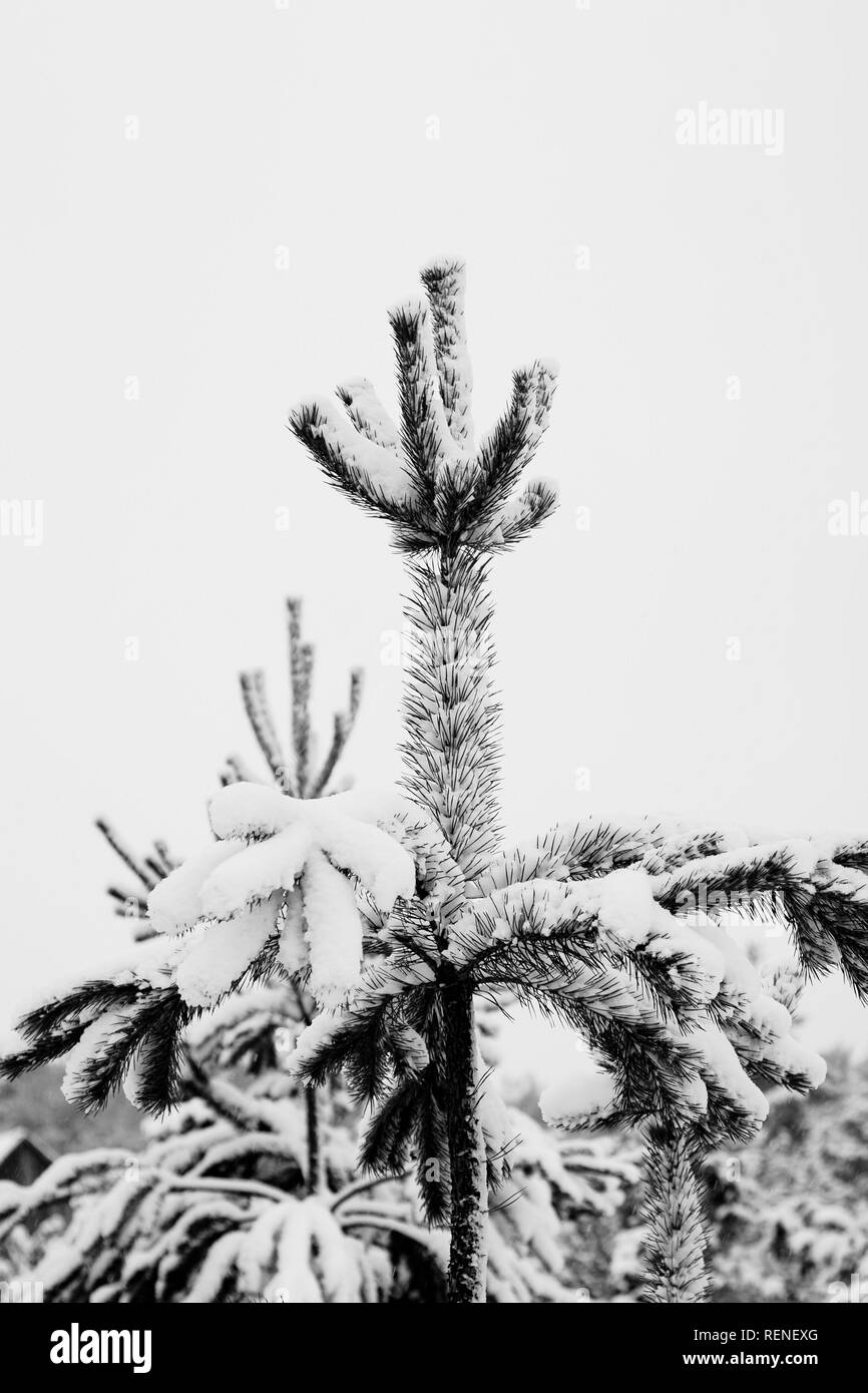 Abstrakte Schwarz Weiss Vintage Grusskarte Mit Naturlichen Fir Tree Branches Hochformat Stockfotografie Alamy