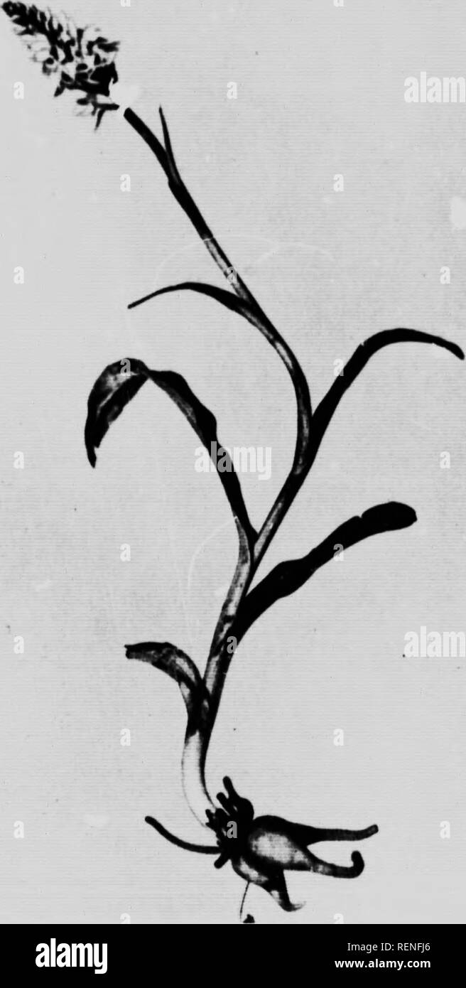 . Lebensgeschichten von bekannten Pflanzen [microform]. Botanique; Botanik. PLATI sa. Ich bin 11 FIO 83 Y 0 UN 3 gefleckte ORCHIS. Bitte beachten Sie, dass diese Bilder sind von der gescannten Seite Bilder, die digital für die Lesbarkeit verbessert haben mögen - Färbung und Aussehen dieser Abbildungen können nicht perfekt dem Original ähneln. extrahiert. Bezirk, John J., b. 1875. London; Toronto: Cassell Stockfoto