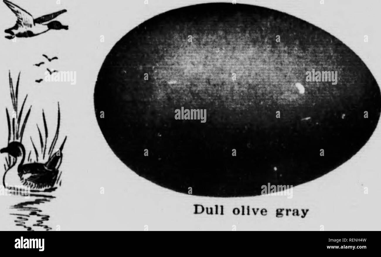 . Die kanadische Vogel Buch [microform]: Zur Veranschaulichung in natürlichen Farben mehr als sieben Hundert nordamerikanische Vögel: auch mehrere hundert Fotos von ihrem Nest und Eier. Oiseaux; Vögel. Matt olive Grau Grau federn Sechs bis zehn Eier bilden eine komplette "t* "Ich^^.^I^Kreenlsh oder Bleierne graue Farbe. Sl" e 2,10 x 1,50. Daten. - Oraham's Island. North Dakota, 28. Mai 1899. Nest der Toten Unkraut und Gras, gesäumt mit nach unten. Zehn Eier. Sammler, K. ein. Bryant. Es.'*. Pintail. Dafila acuta. Bereich. - Nördliche Hemisphäre, Zucht fn Nordamerika aus dem Norden United States North - Bezirk, Überwinterung s Stockfoto