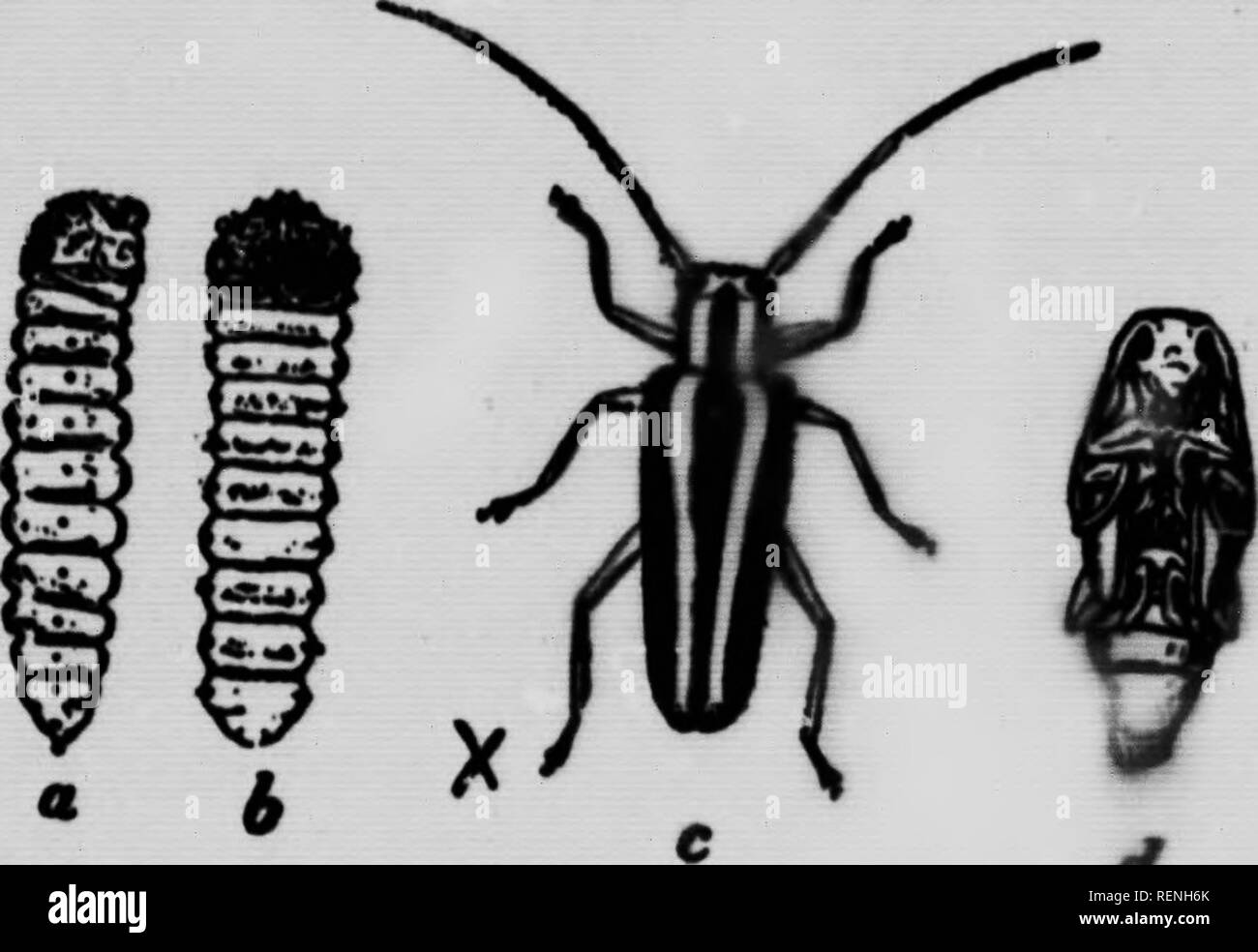 . Moyens de combattre Les insectes De Jardins Et Des Vergers [microforme]. Schädlinge; Insectes nuisibles, Lutte contre les; Insectes nuisibles; Schädlinge. MOYENS DE COMBATTRE-m-Insectes De Jardins Et Des Vergers - DANS LA PROVINCE DE QUEBEC Por/. M. Swatm. Cottigt MacAmaU IMICTM â¢â Â" VBBfiBM mez Ai;:: C; R 29 Ã¢Startseite "' "^" "^"^^ ' " ' • '^"^''^^^^^^^^ et les Zweige des Arbres, rarement sur les Racines. ¨ desâPulvÃ RemÃ©risation Keine (13), distribuÃ©e avec zwingen. Â" "Ri *!* Ã tÃªte rondt Du Pommier, SapenU Cà¢ Mlid. Â ¢-!.,."^^. . W lemeili. Ein, NY Stockfoto