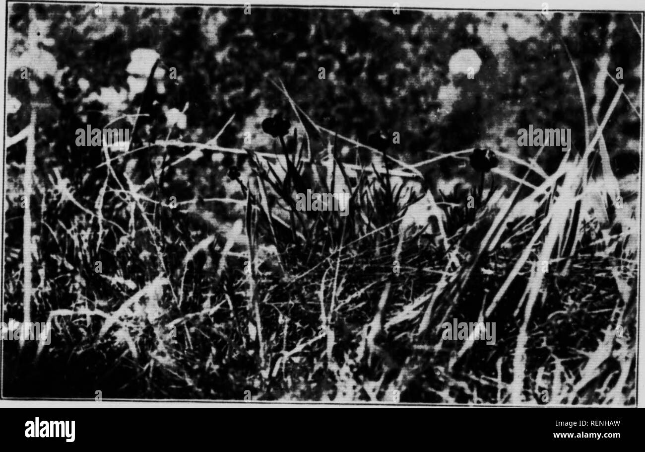 . Botanik. Teil C [microform]: Allgemeine Bemerkungen auf die Vegetation. Kanadische Arktis Expedition (1913-1918); Kanadische Arktis Expedition (1913-1918); Vegetation und Klima; Botanique; Botanik; Botanique et Climat. Ihrnanl llarlxiur VnKUition I'l.Mi: Ich. V' lL ich HuUiT. lll., ich!a; u â¢''Â¢â¢" J '"'"". Ich'l-. 1 "I'l 11 l. krank - Ich l-H.-ruir.! Ii:, Il., âir JuK 1 Mli, (I'hiii,, l.&gt; H M.Mi.l. i&gt;.. rii k*â Â"^") ii::. I)"&gt; â-, Ân, f,,, ÂN.., M, n, n arv Li, il-ÂN I'. iriiiir. l l.i.i U ur Julj, 1. 1., Holi i". I, V U M, ein. l. TMin.. Bitte beachten Sie, dass diese Bilder sind e Stockfoto