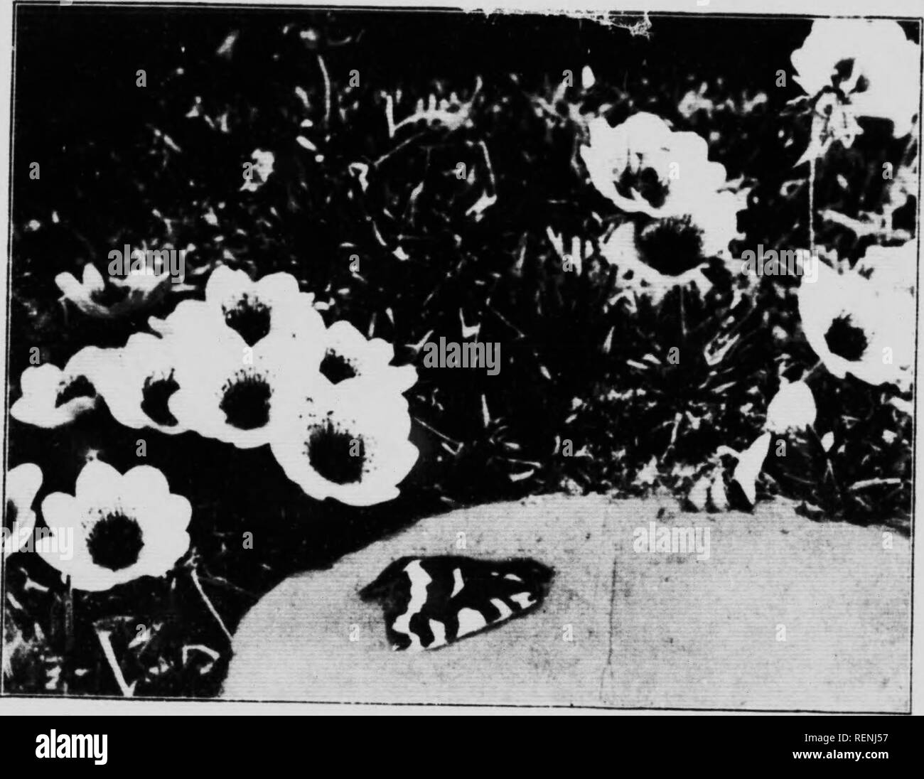 . Insekten. Teil I [microform]: Lepidoptera. Kanadische Arktis Expedition (1913-1918); Kanadische Arktis Expedition (1913-1918); Lepidoptera; Insectes; LÃ© pidoptÃ¨res; Insekten. Hufn. I). K Örtliche itio. s:!), 2 TL (miilcs, t Toiritories, Ily 24, 1915 ^ "ICS, die 'Â¢â ted junoriK â¢â¢â itcd Im.) mcn des rsido von Th (Â"; o die Männer ich entstanden, Northwest glatt und nimmt die Isen rund 1 Der jar. erzählt." mm breit; oon. In entfernt ish. Körper, lange Haare, Deckel weißliche ich den unteren oracic Füße rötlich. 1, anterior terior Hälfte' zerknittert. Auf PI. Kranke Kopf und diginomni 1 ein Weibchen ist Arten.. Stockfoto