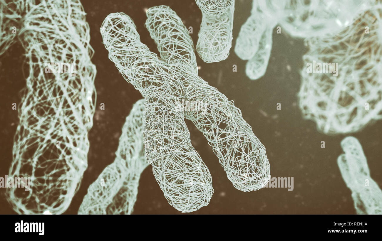 XY-Chromosomen - Close-up - 3D-Rendering Stockfoto XY-Chromosomen - Close-up - 3D-Rendering Stockfoto