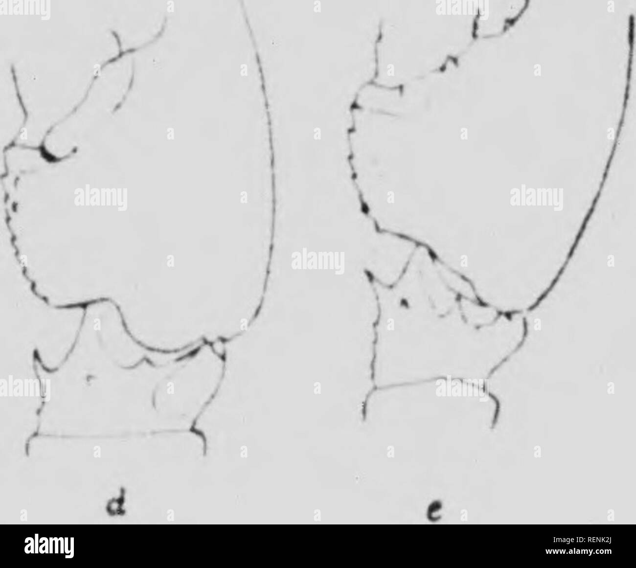 Beitrage A La Biologie Du Canada Basa C Es Sur Les Travaux De Stationen Biologiques Du Canada 1911 1914 Microforme Biologie Marine Biologie Meeresbiologie Biologie 17 Ich M Isti Ich Ich De Ich Mmfolgende Et