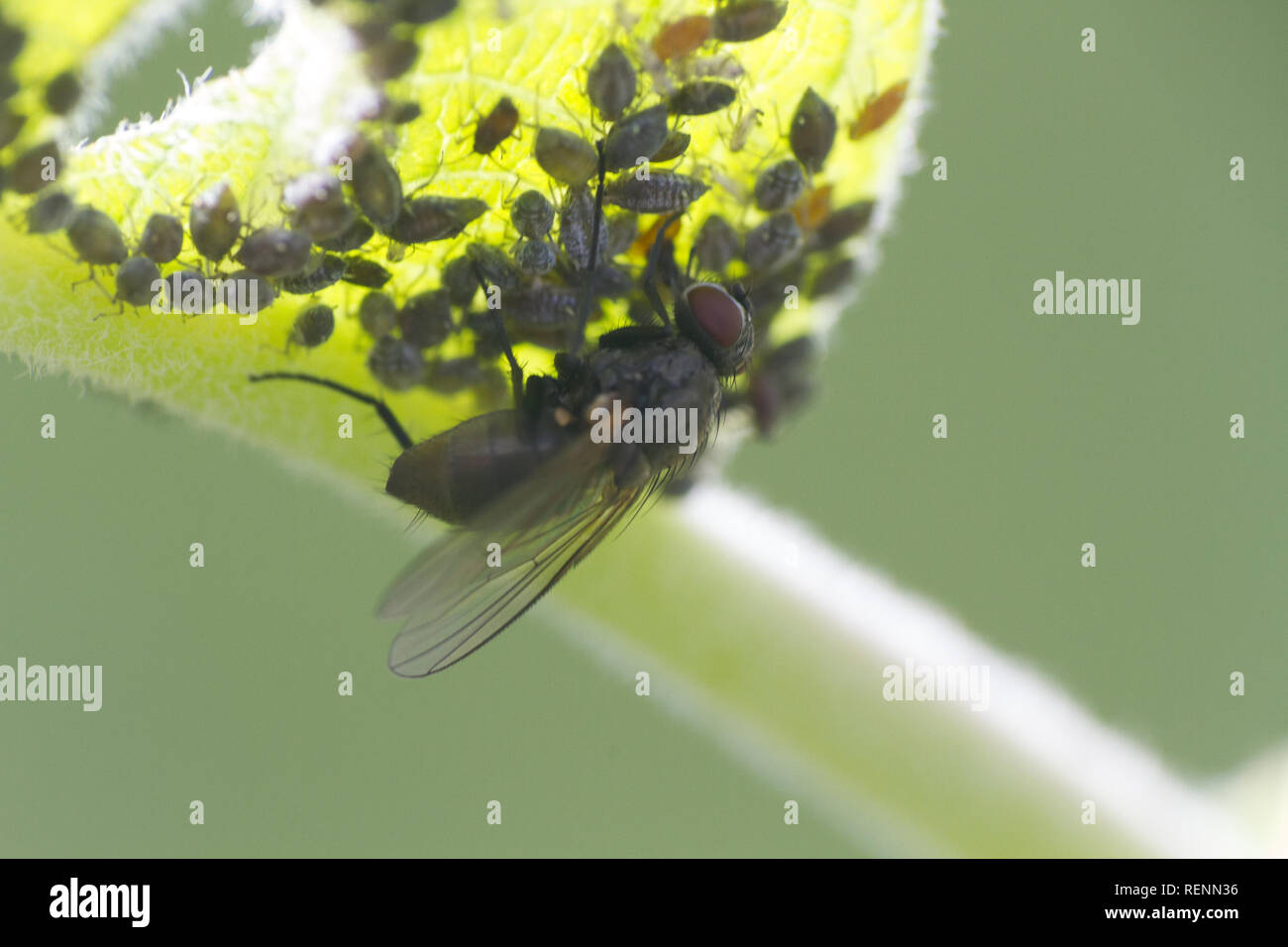 Fliegen melken Blattläuse auf ein Blatt. Insekten in der Natur Stockfoto