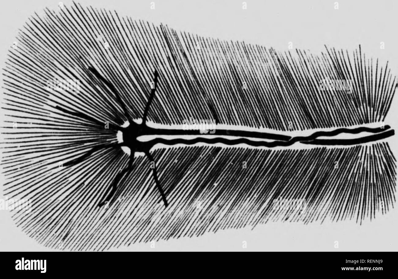 . Der Fundus oculi der Vögel, vor allem durch die ophthalmoskop [microform] gesehen: eine Studie, die in der vergleichenden Anatomie und Physiologie. Ophthalmoskopie; Auge; Ophtalmoscopie; Oiseaux; Oeil; Vögel. Von TFIE AXATOMV FUXDIS ORGANE ICH VÖGEL (inconiplftc lisvclion von llic purls hikI Mai hv iiiii (! ifi&lt;"&lt; | lattT. ] T lliis ju (l" niriit, wenn wir rcjiil liini jlil iiri). Tn-ncliiT Collins, somr cxlcnt, stimmt. In liis Krasniiis Wilson Vorträge über die nal-oni. v Eine &Lt;I l'atliolojry des Kvc liegen Erläuterungen lli. il" mit anderen Tieren als Säugetiere und in tlie fötale Auge es sind Quellen von nutrie Stockfoto