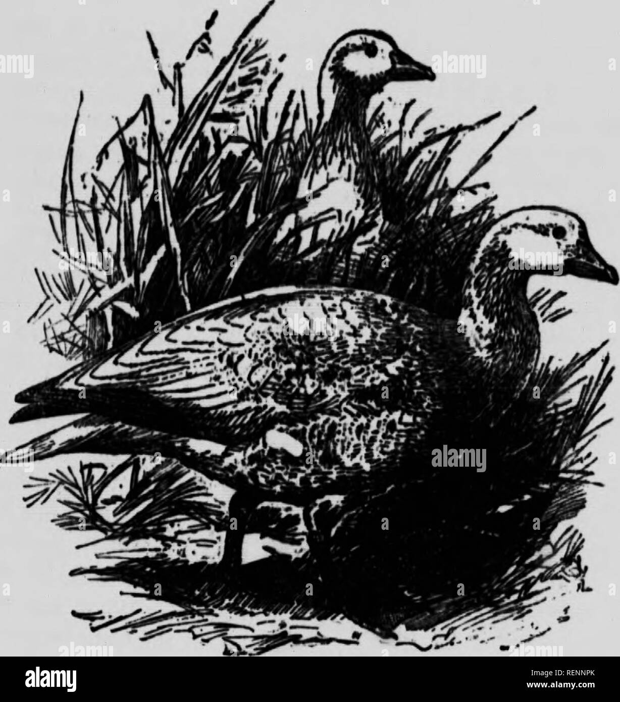 . Ein beliebtes Handbuch der Vögel von Kanada und den Vereinigten Staaten [microform]. Oiseaux; Vögel. Mehr SNOW GOOSE WAVEV. Weiß Brent. (. ^"^^ HYPERDOREA Nn ALIS.. Bitte beachten Sie, dass diese Bilder sind von der gescannten Seite Bilder, die digital für die Lesbarkeit verbessert haben mögen - Färbung und Aussehen dieser Abbildungen können nicht perfekt dem Original ähneln. extrahiert. Nuttall, Thomas, 1786-1859; Chamberlain, Montague, 1844-1924. Toronto: Musson Stockfoto