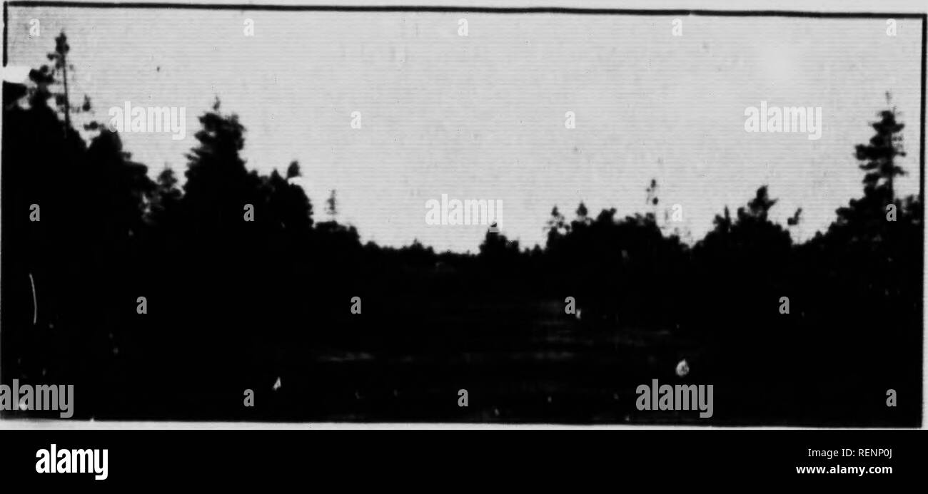 . Die im Entstehen begriffenen Wald der Miscou Strand [microform]. Botanik; Botanique. BDT. Ich. MCAL li. iZt. rTH (4 U 0 IWT cffwls pronounud Wind. In vielen phucs stwIlinK rif * m "y-thouKli foumi, Ihf" utiuy liMri"), der eine Antwort muss Heulen, bis wir etwas Wissen alxiut der Physiologie der Wh" iinue und anderer Bäume des viiinity. Wenden wir uns neben dem Swales, jene langen ojKn Mulden Auto | K-von tt in der Nähe rasen Ted, Ami l) ordere &Lt;l durch Fichten. Die allgemeine apjK'Arance. Kio,; o. - Hoch entwickelte Swalr, Blick nach Süden, auf der linken Seite U der Kante bzw. Mil.! Wälder mit alten trtis, und auf der rechten Seite eine Fussel von n Stockfoto