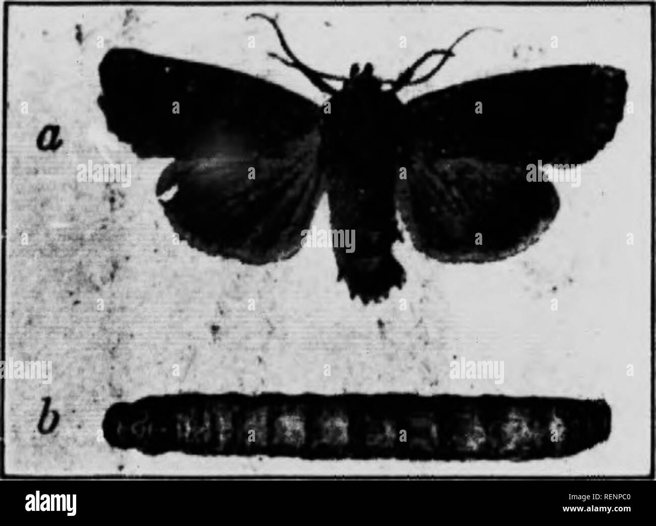 . Klasse Buch der wirtschaftlichen Entomologie [microform]: mit besonderem Bezug auf die wirtschaftliche Insekten der Norden der USA und in Kanada. Schädlinge; Entomologie; Entomologie; Insectes nuisibles, Lutte contre les; Schädlinge; Insectes nuisibles. 188 ÖKONOMISCHE ENTOMOLOGIE ferens, und C. agresUs werden als destruktiv für Getreide, aKalfa anerkannt. Rüben und Flachs im Westen in Montana und Alberta. Die Larven beginnen zu Reifen über die Mitte Mai aber Verpuppung m cartl. cn Zellen doo nicht auftreten, bis Mitte Juni. Die Falter fliegen von Juni 15 Sept. 30. und die Eier sind ab 24. August festgelegt - Octo Stockfoto