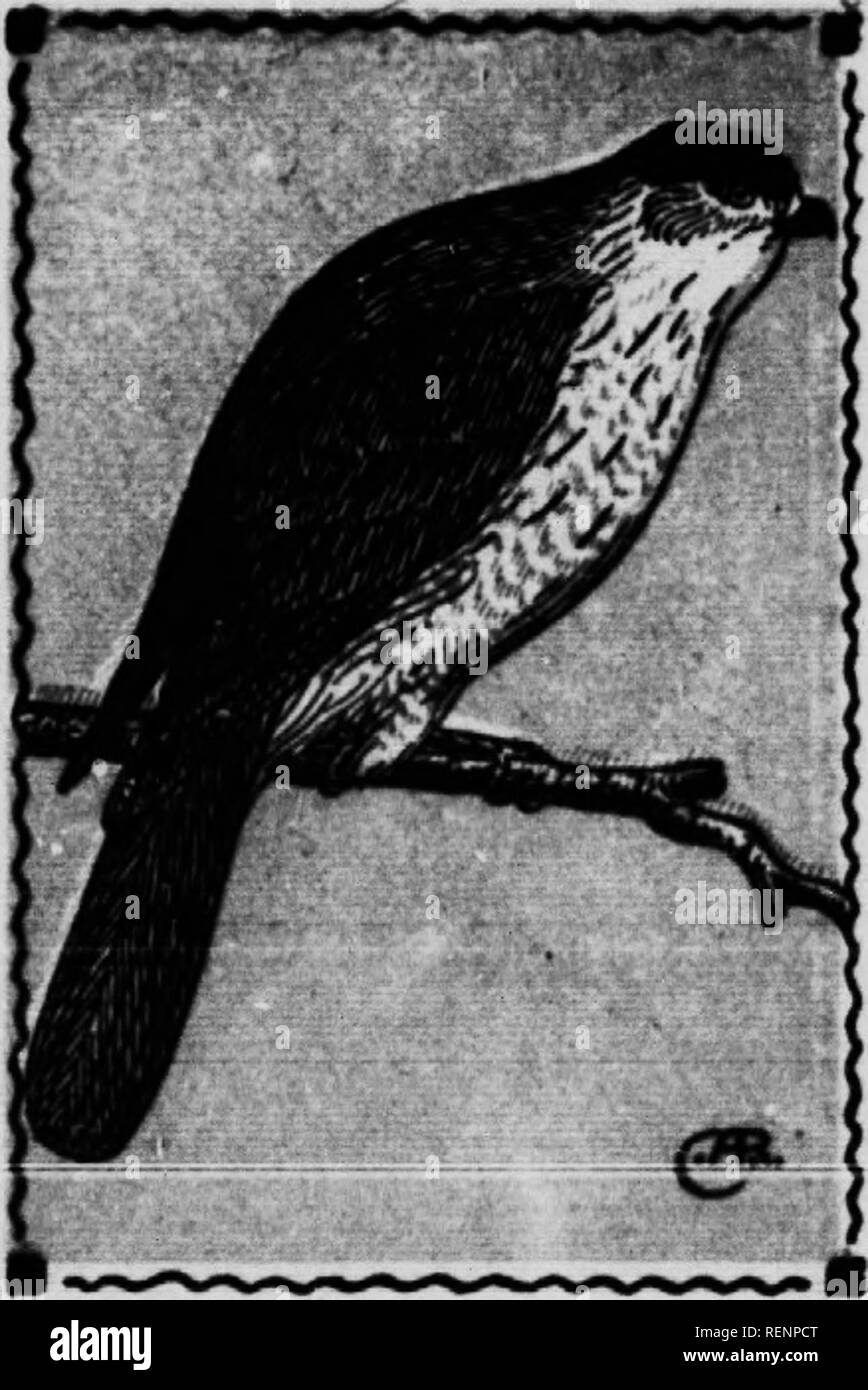 . Vogel [microform]. Wasservögel; Vögel; Gibier d'eau; Oiseaux. COOPER HAWK. 33. AaHpiter cooperi. 16-Id der Hawk ist eine grosse Ausgabe der letzten Arten. Alle Falken variieren in der Größe, wird dieses und das Letzte, vielleicht mehr als jeder andere. Weibliche Falken sind immer die größten eine große Frau des Sharp-Shinned Vielfalt, wenn auch oft so groß wie eine kleine männliche Cooper, aber die Krone des Cooper ist dunkler als die der Sharp-Shinned, und sein Schwanz ist immer gerundet, während die von der letzten Arten nahezu quadratischen ist am Ende. Dies ist auch eine destruktive Arten; es ist in der Regel eine der beiden hawke, oder t Stockfoto