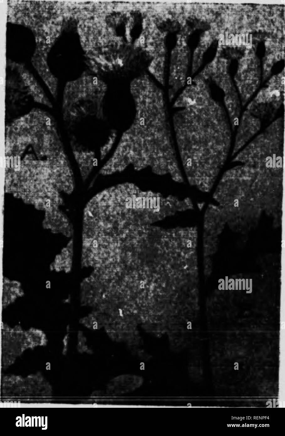 . Blume [microform]: Wilde Blumen östlich der Rocky Mountains. Blumen; Fleurs; Botanique; Botanik. (A) Gänsedistel [SonchiiR olcidrniii) (Eiropkx) 1, s sprcKs ist kein echter tliistlc auf allen Ami tli.&gt; Name.. ow ist ai) |) lic (l ratlicr als toim Spott, siani-ij-inf; spnrioiis oder wortlilcss. Die St. â ¢ ist stout, glatt, sroov. ml, liollow und SNC-cul." nt; er erreicht Li,. ijrhts von 1 bis (ich Füße. Sliaped tlie Blätter sind mehr wie tiiose der Löwenzahn als eine t! Ich - tle Imt sind mit weichen Stacheln bewaffnet. Die snnill, Distel - wie ilower Köpfe sind lijrlit Kreischen, w: Sie {{Zeile in Lose Clus- tern, Te Stockfoto