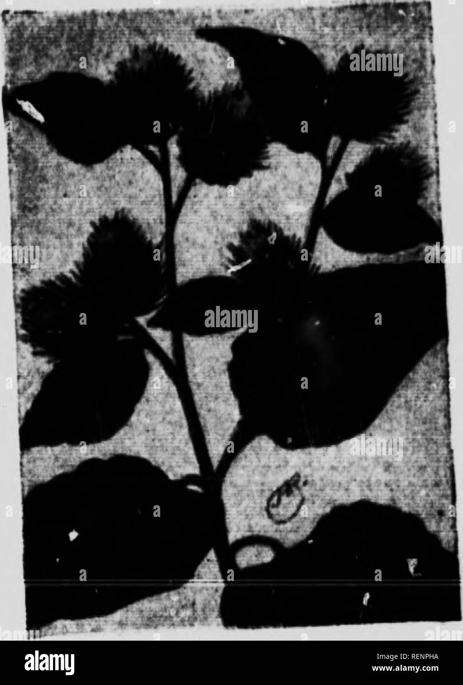 . Blume [microform]: Wilde Blumen östlich der Rocky Mountains. Blumen; Fleurs; Botanique; Botanik. RiKiKHK (Arctium minus) (Khiopkan) U u v.. rv, ",", ".. n wa.t.- I^'RT'"' "Ir-J'Z^t^ll tlu. . Mlf;.. s von Wäldern. Tl ... Werk ist "Itwi""&gt;" [""'': [. .,, Ir-hi-li. Die niedrig. T Brote aiv sehr Lai};." oltrn nioi. a, a ot in Länge, Herz-Form. l. . L... p (.'.Een.. nilTy ahove Geädert. Gräulich., e, u. atl. "- '-;;;;;;;;';";";;;;;;;;"!^^ wolle, dass e., Vers. nder Oberflächen, l''P'''! ^ sind kleiner, mehr länglich in der Form und weniger dicht wooii&gt; Ddie lualersides. T Stockfoto